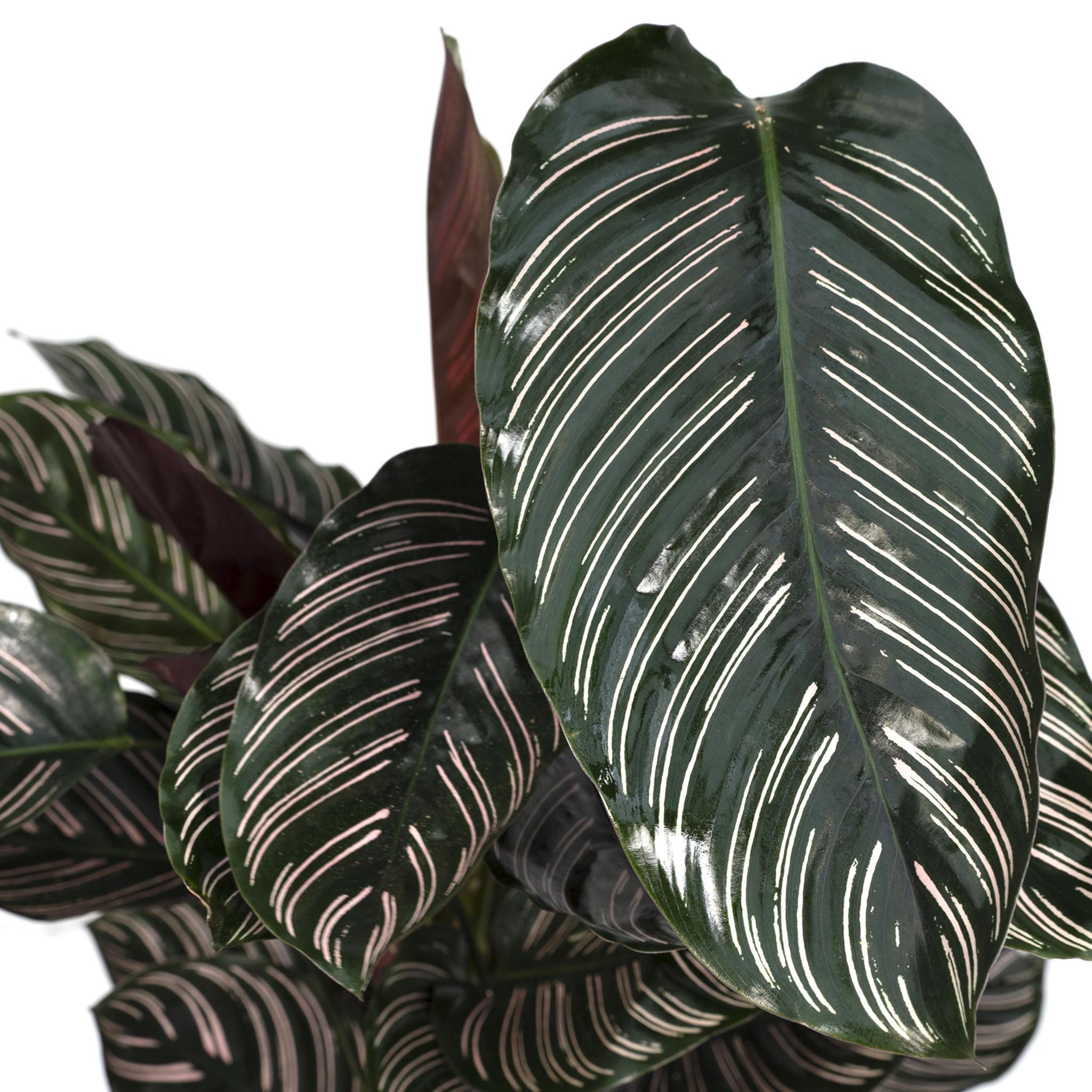 Calathea Ornata - Ø19 - ?75cm