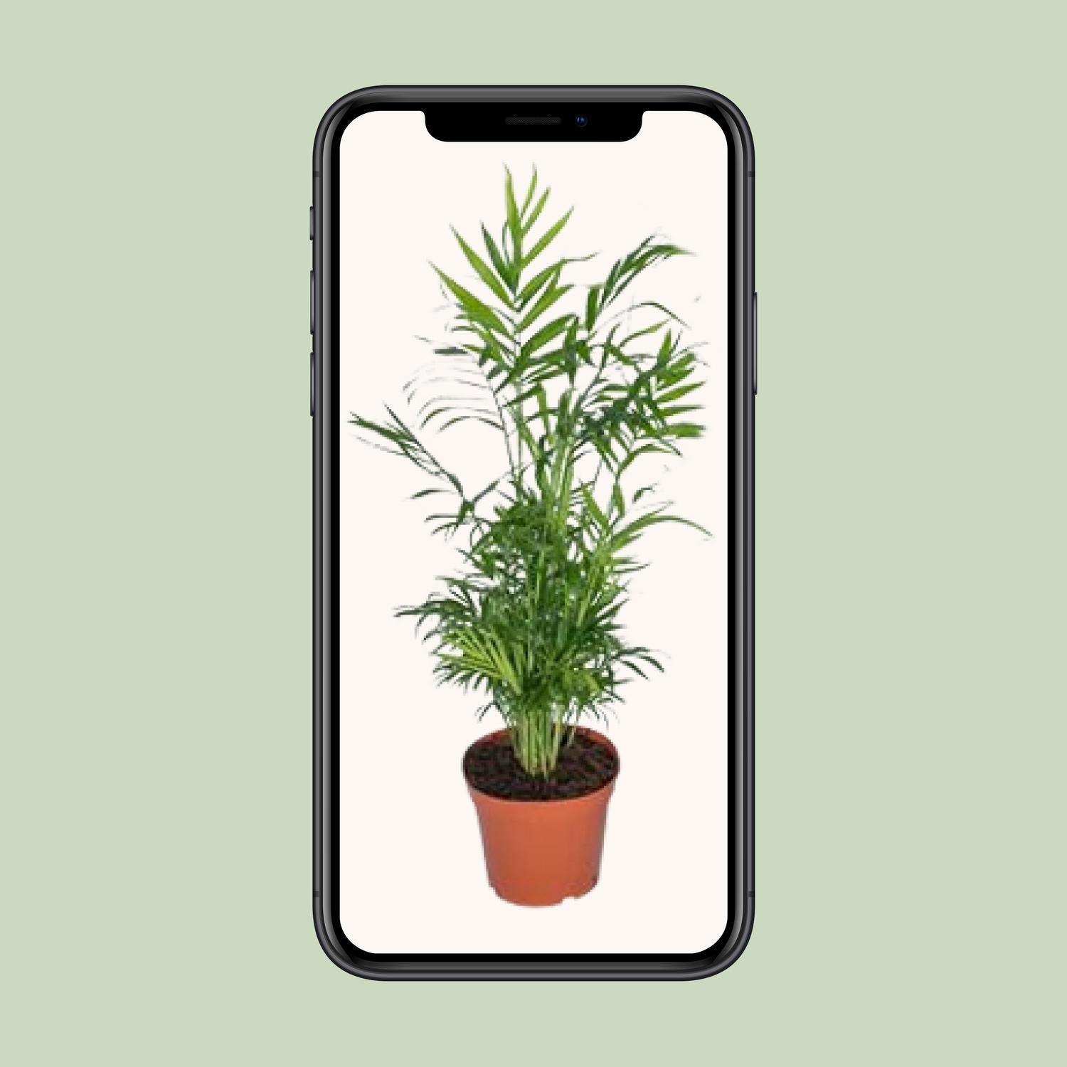 Chamaedorea Elegans - Ø17 - ?55cm