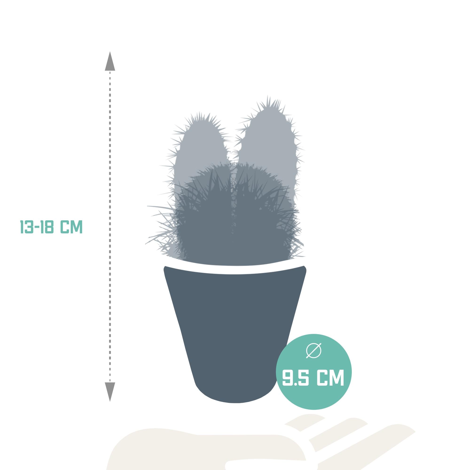 Cactusmix 8,5 cm - 3x - in witte pot