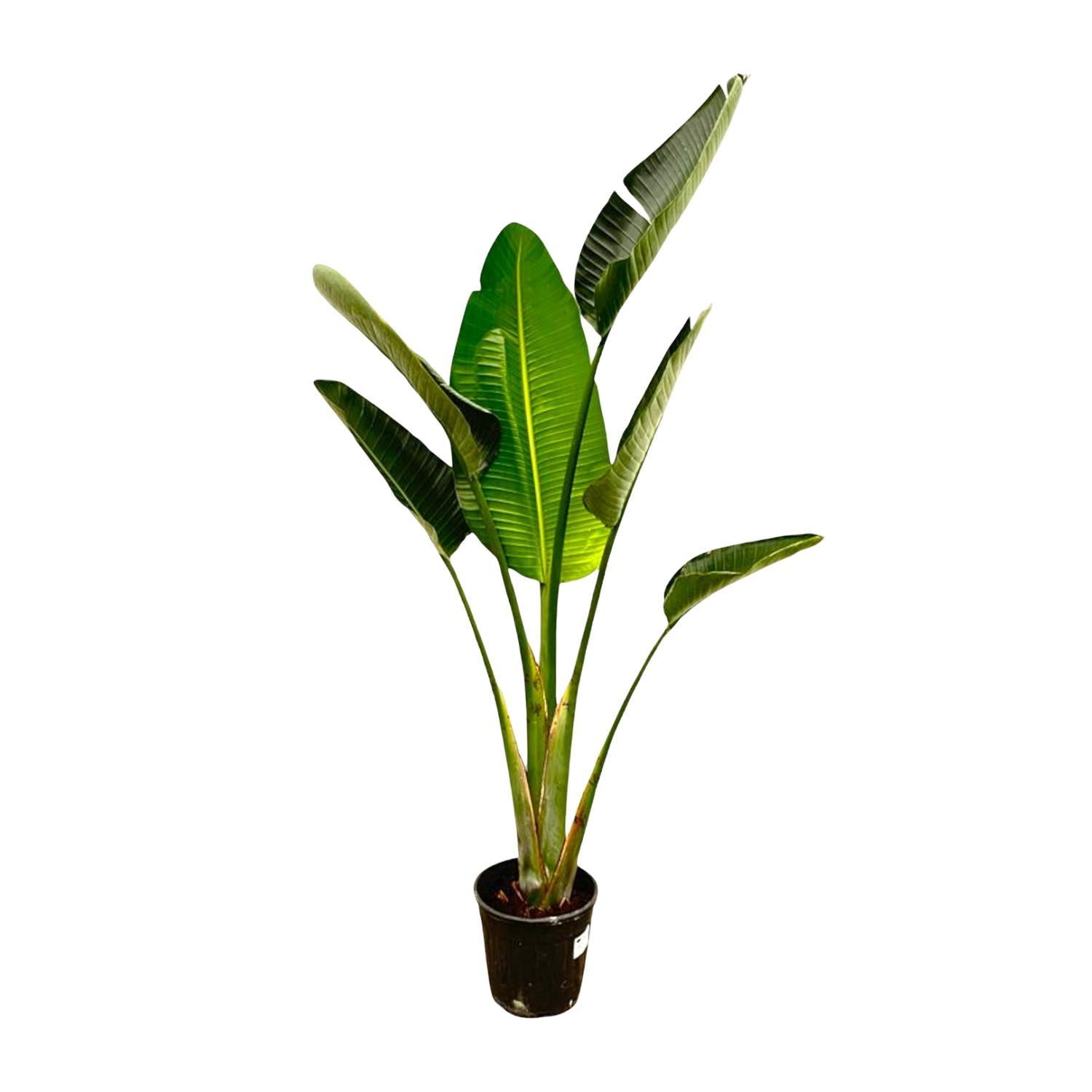 Strelitzia Augusta - 180cm - ?30