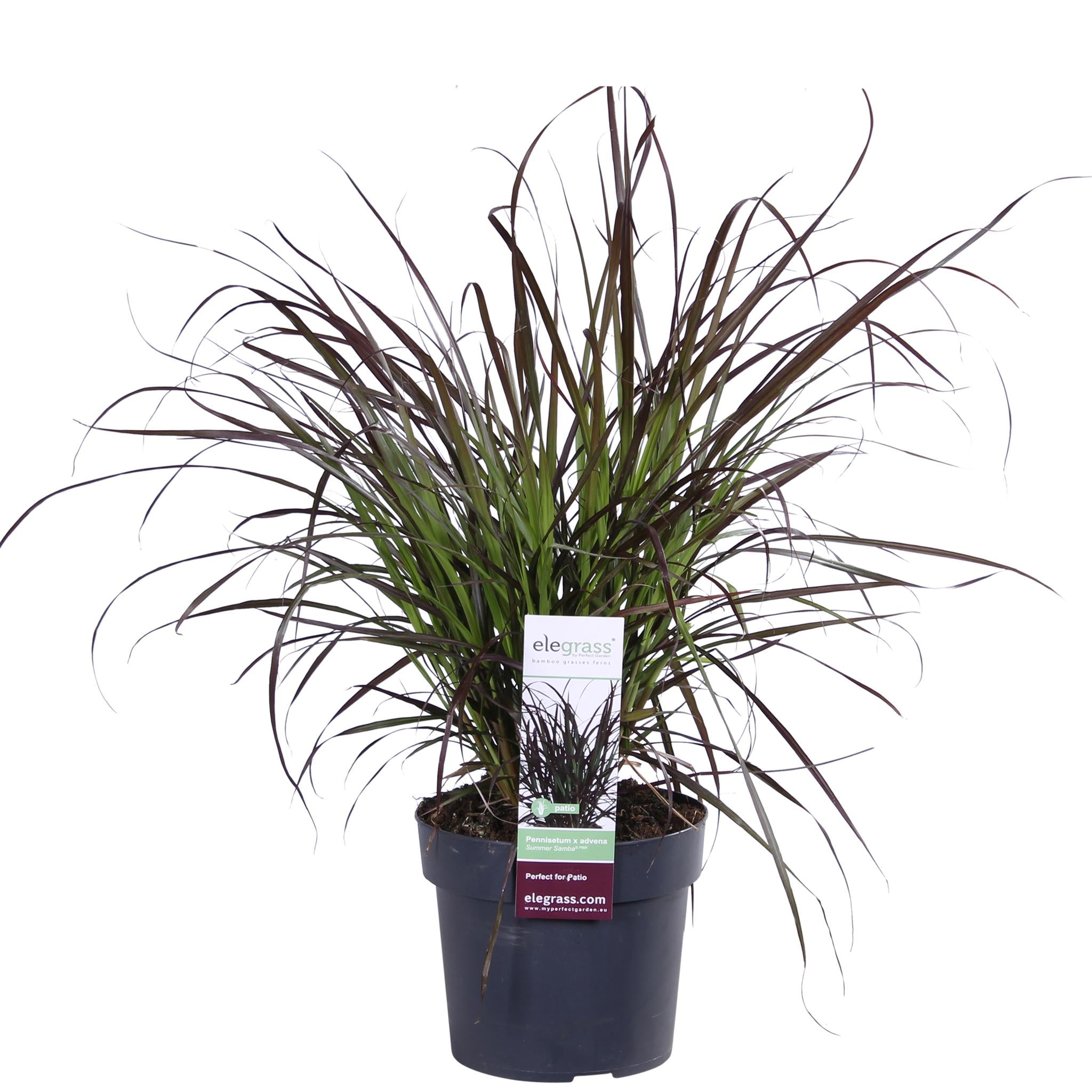 Pennisetum x advena 'Summer Samba'® - ?50cm - Ø19