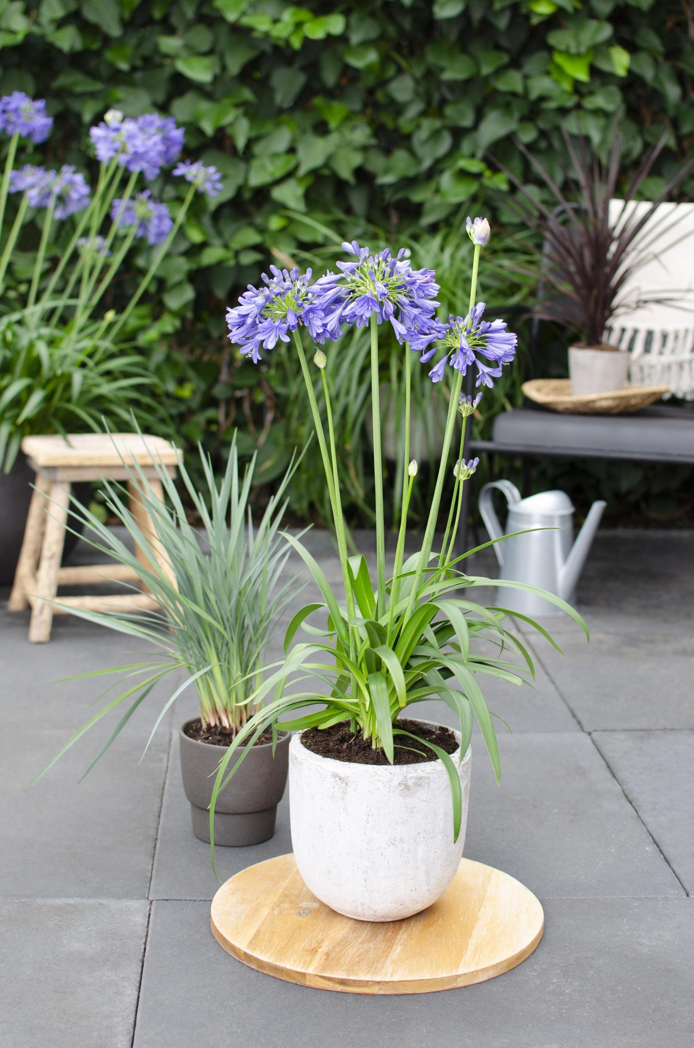 Agapanthus 'Ever Sapphire' - ?30cm - Ø19