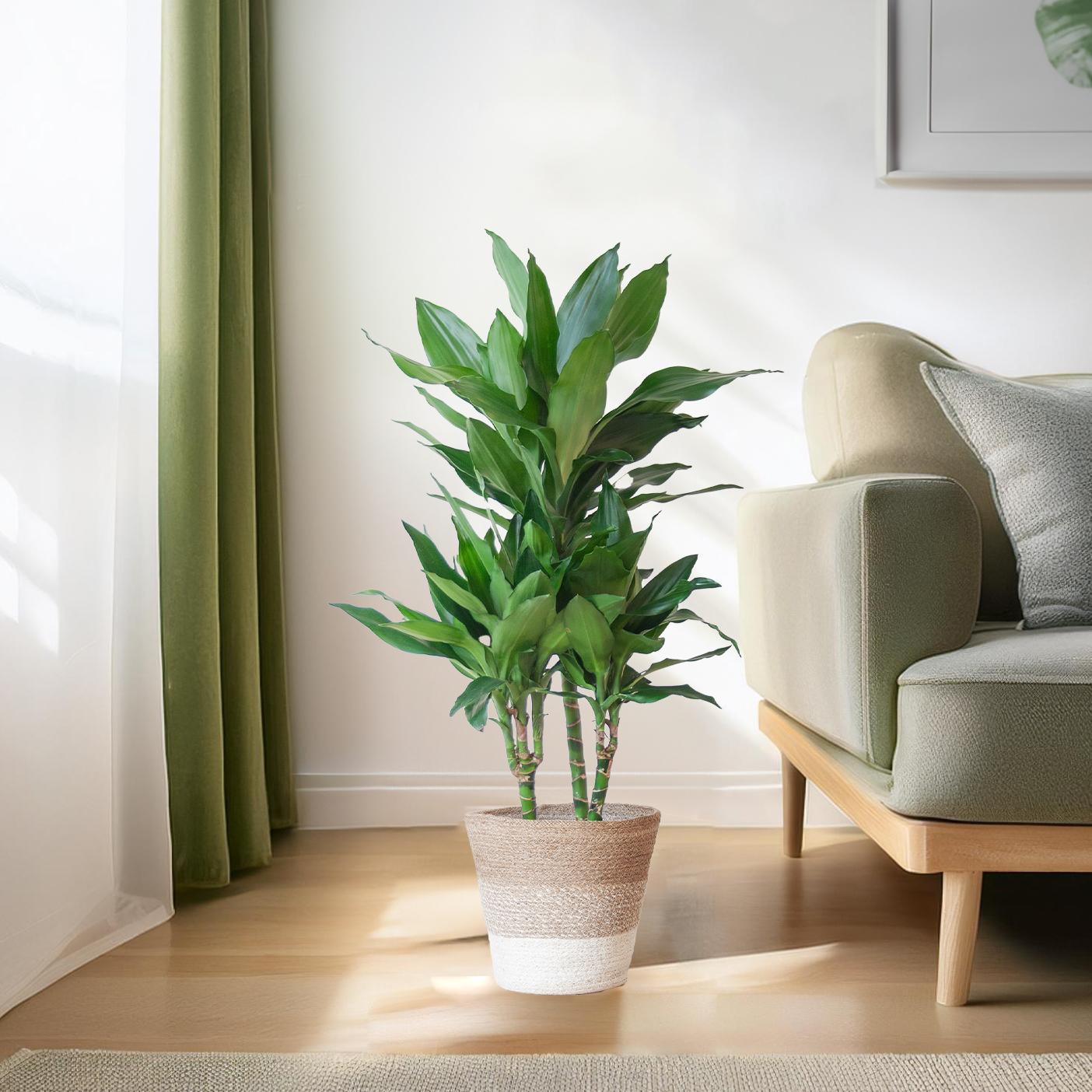 Dracaena Janet Lindt met mand Lissabon wit - 95cm - Ø21