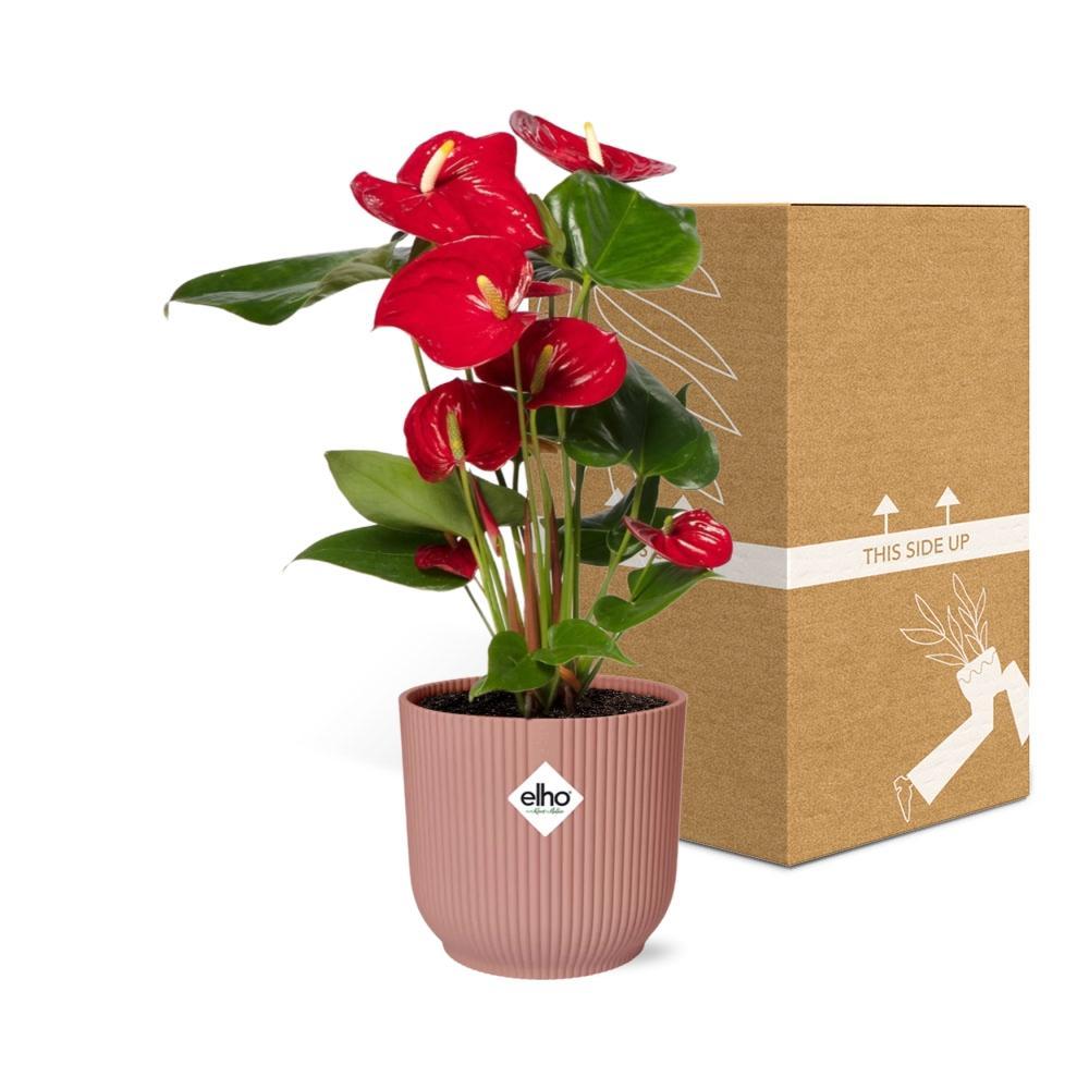 Anthurium Rood 12cm in ELHO Vibes Fold 14cm roze