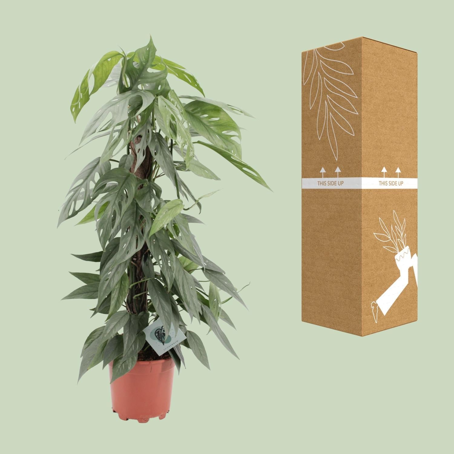 Epipremnum Pinnatum Cebu Blauw - Ø17cm - ↕65cm