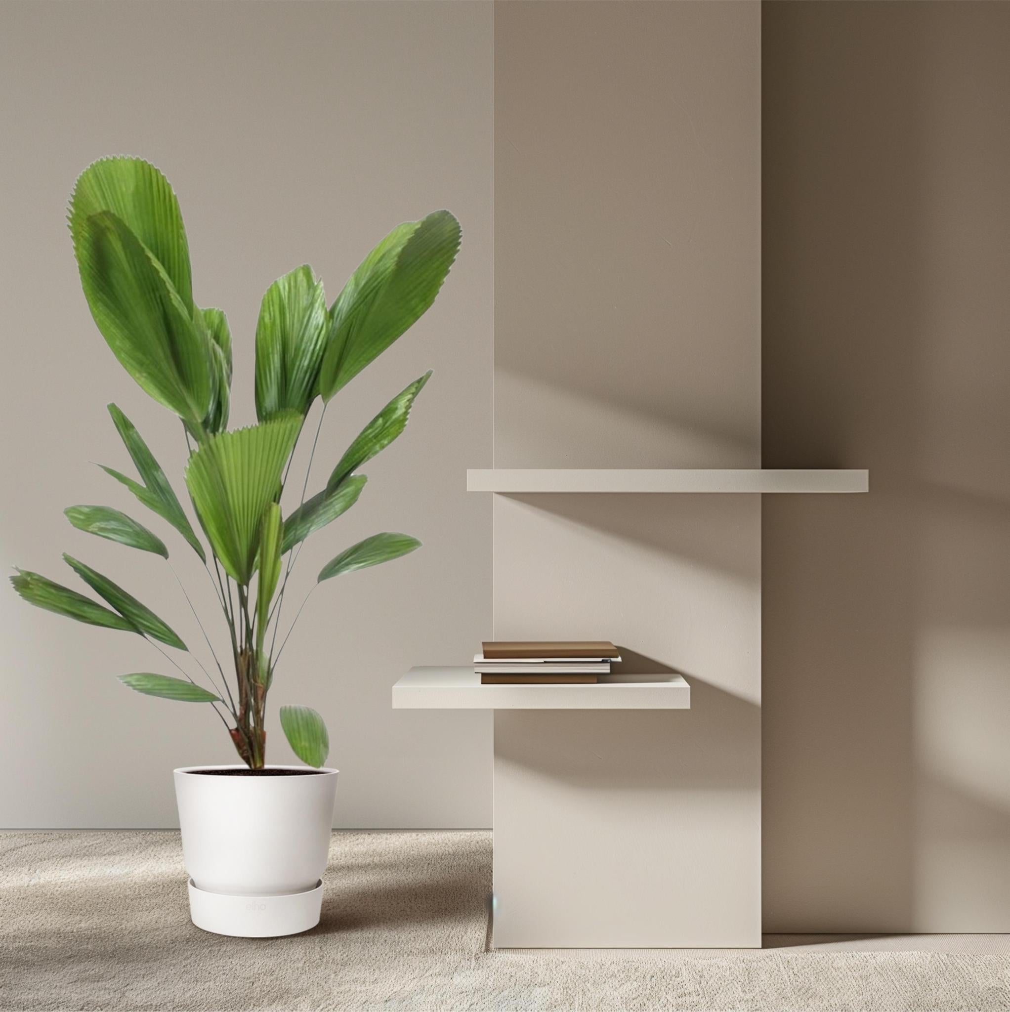 Licuala Grandis - 120cm - ø27