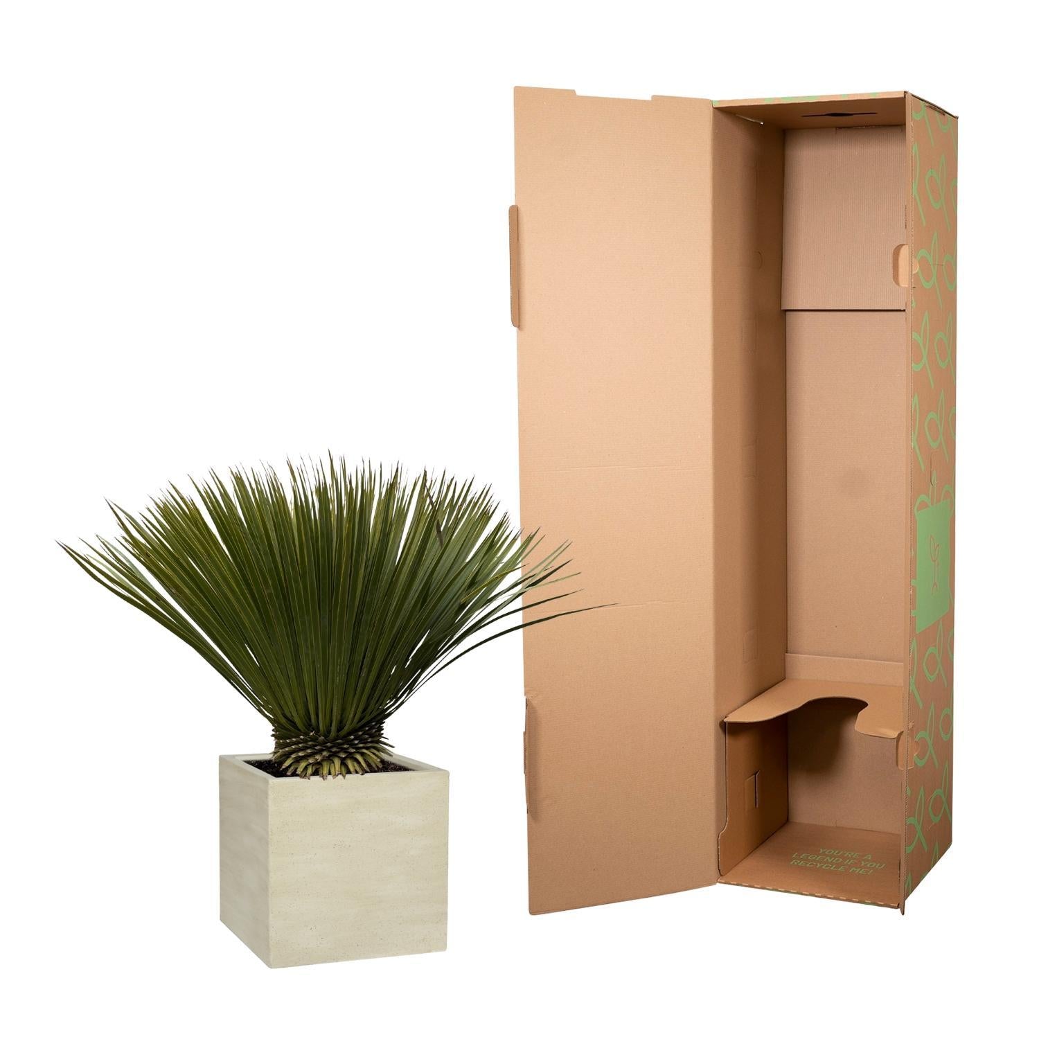 Yucca Rostrata - 80cm - Ø27