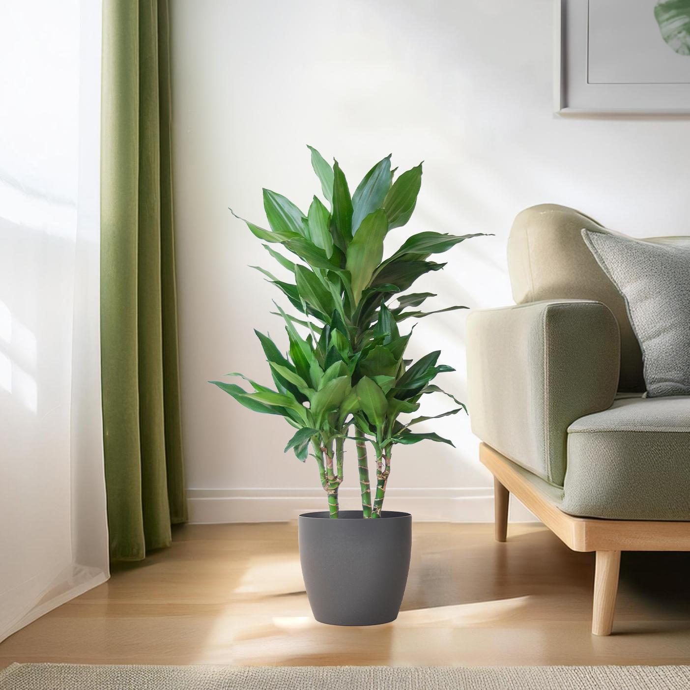 Dracaena Janet Lindt met Viber grijs - 95cm - Ø21