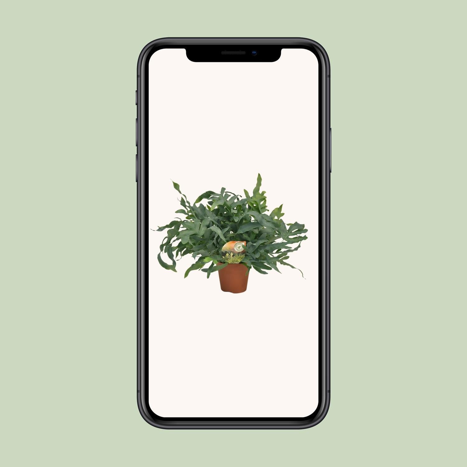 Phlebodium Blauwe Ster - Ø17 ↕60