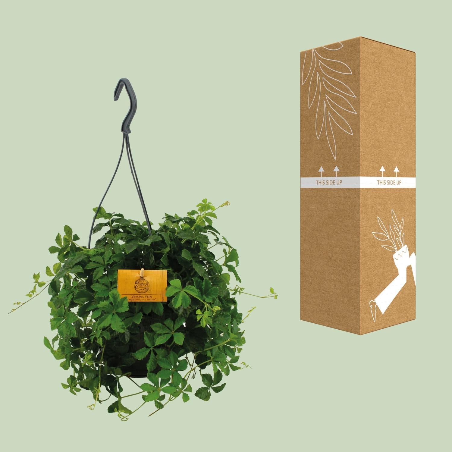 Parthenocissus Striatha Hangend - Ø15cm - ↕15cm