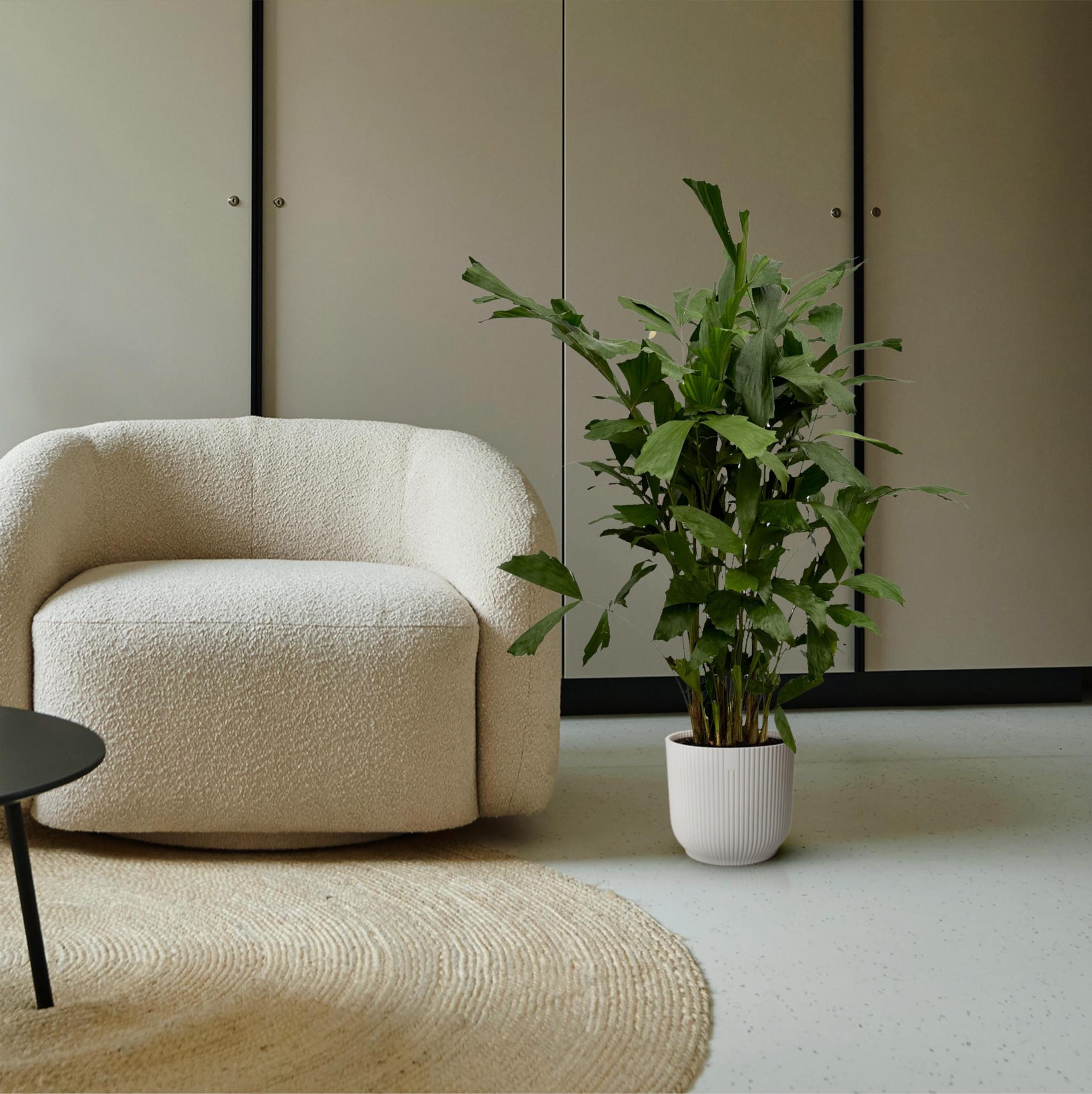 Caryota Mitis - 120 cm - Ø19 cm