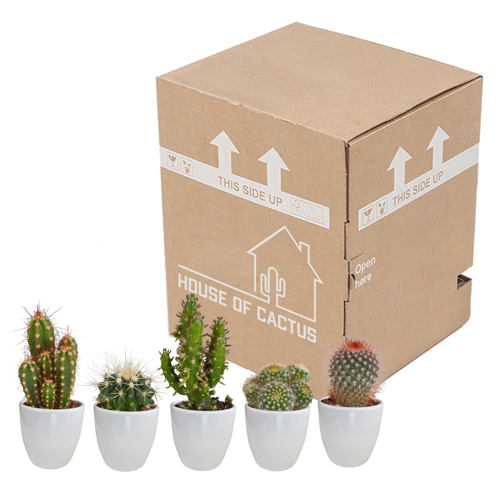 Cactusmix 5,5 cm - 5x - in witte pot
