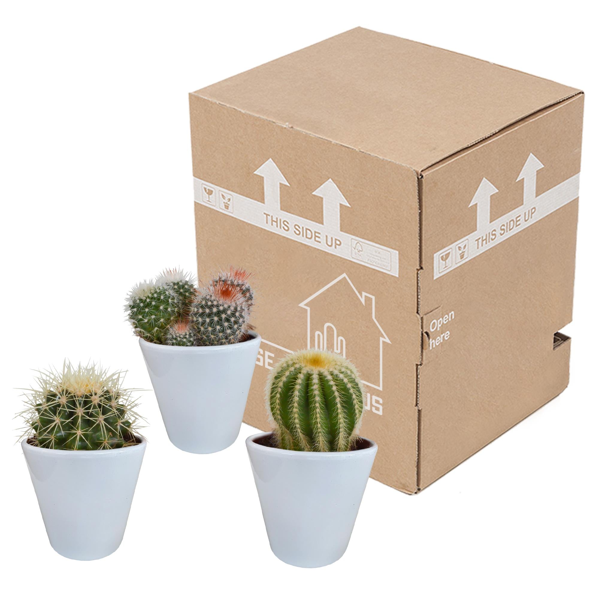 Bolcactusmix 8,5 cm | 3 stuks - in witte pot