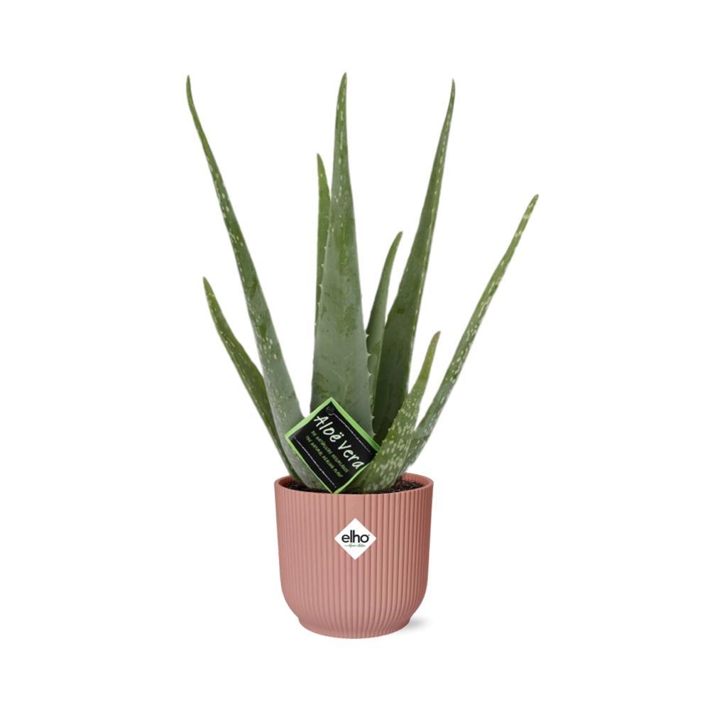 Aloë Vera 12cm in ELHO Vibes Fold 14cm roze