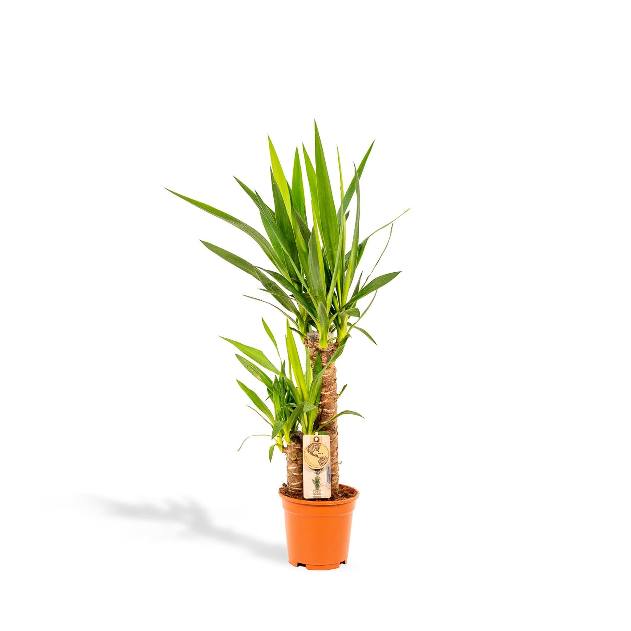 Yucca-Ø17cm - ↕90cm
