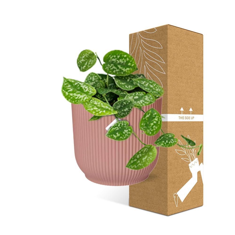 Scindapsus Pictus 'Argyraeus' in ELHO Vibes Fold 14cm roze