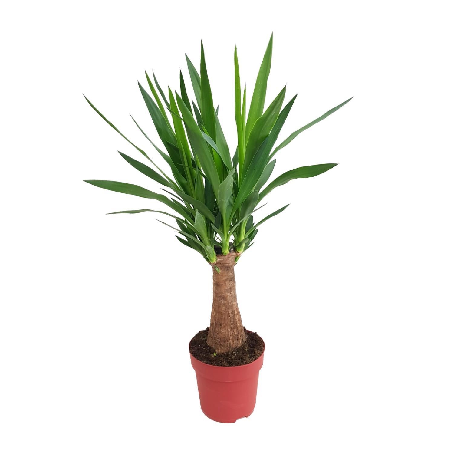 Yucca "Maya Boom" 30stam P19 - Ø19cm - ↕80cm