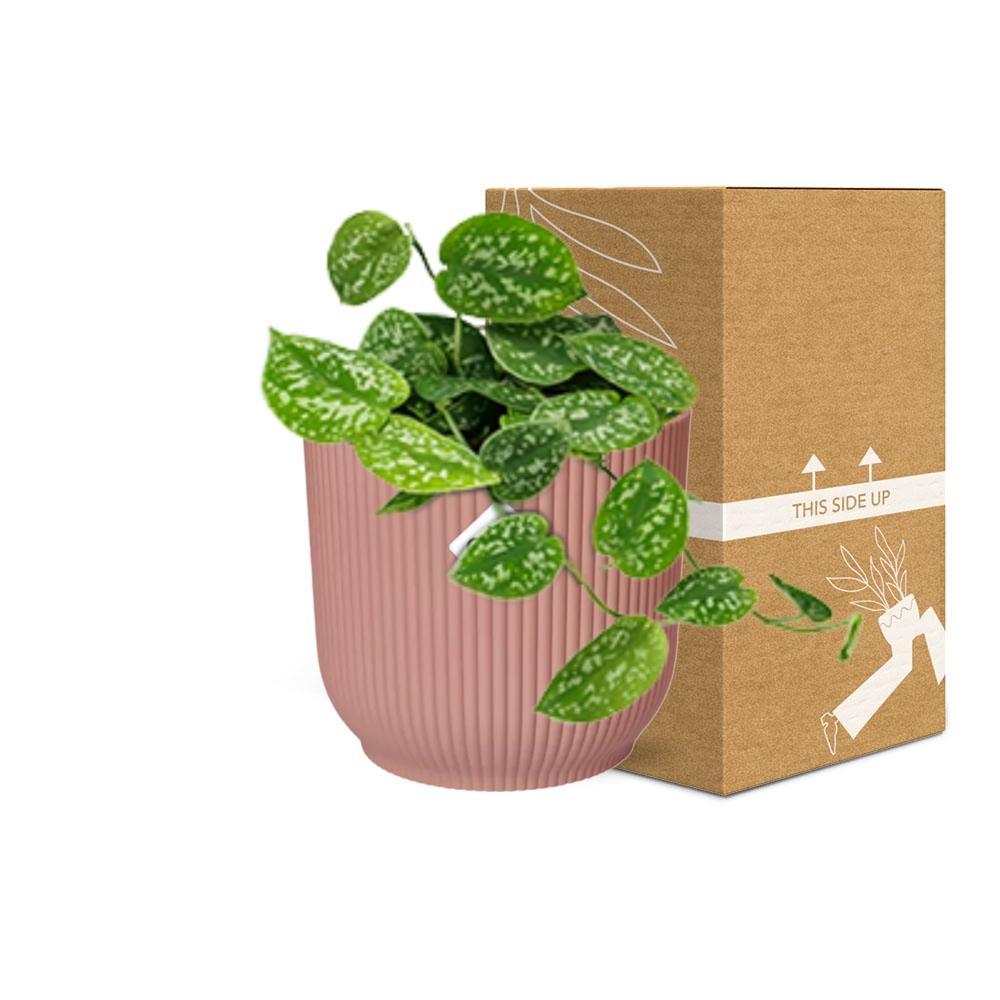 Scindapsus Pictus 'Argyraeus' in ELHO Vibes Fold 14cm roze