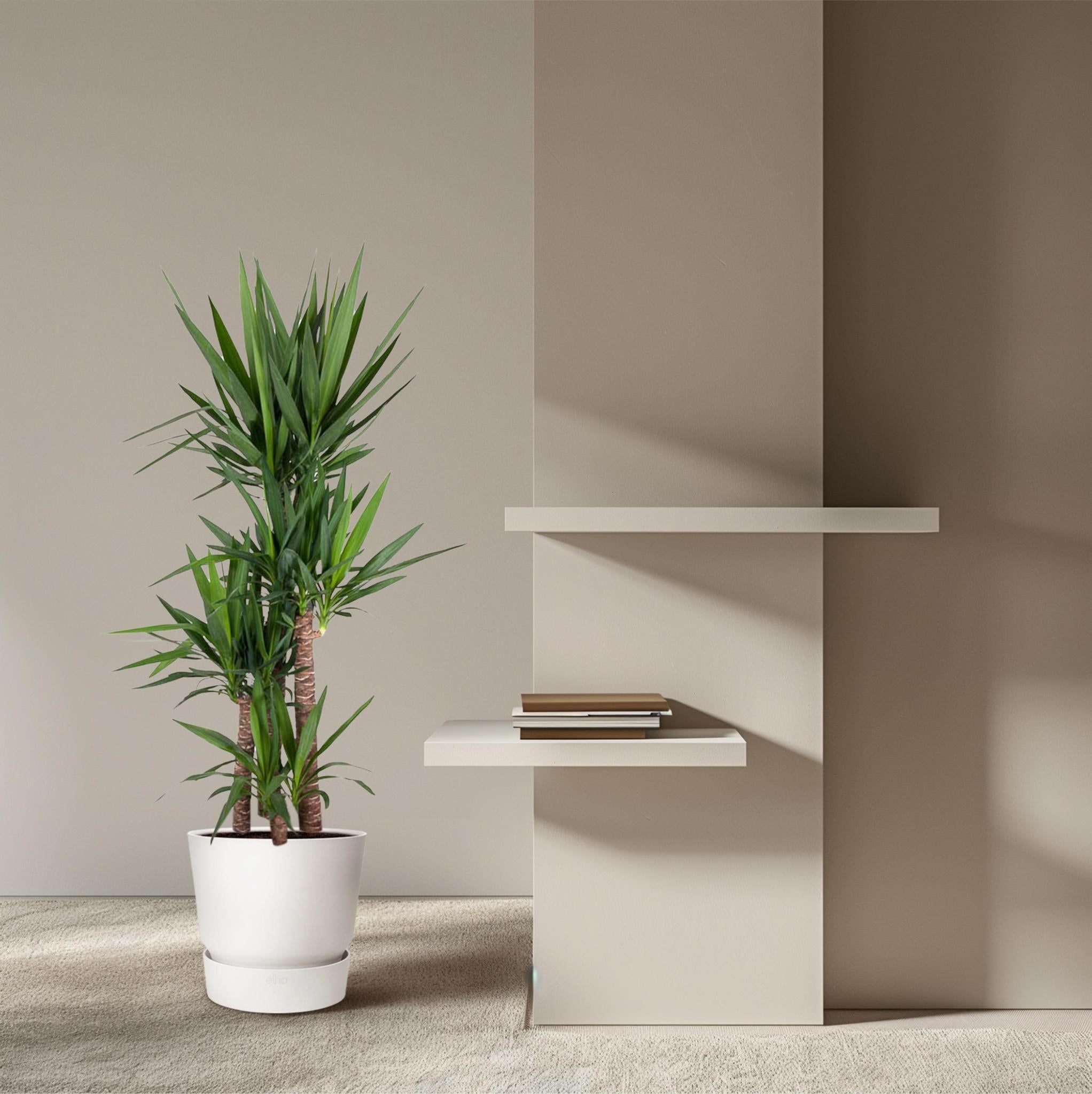 Yucca Olifantspoot - 180 cm - ø34