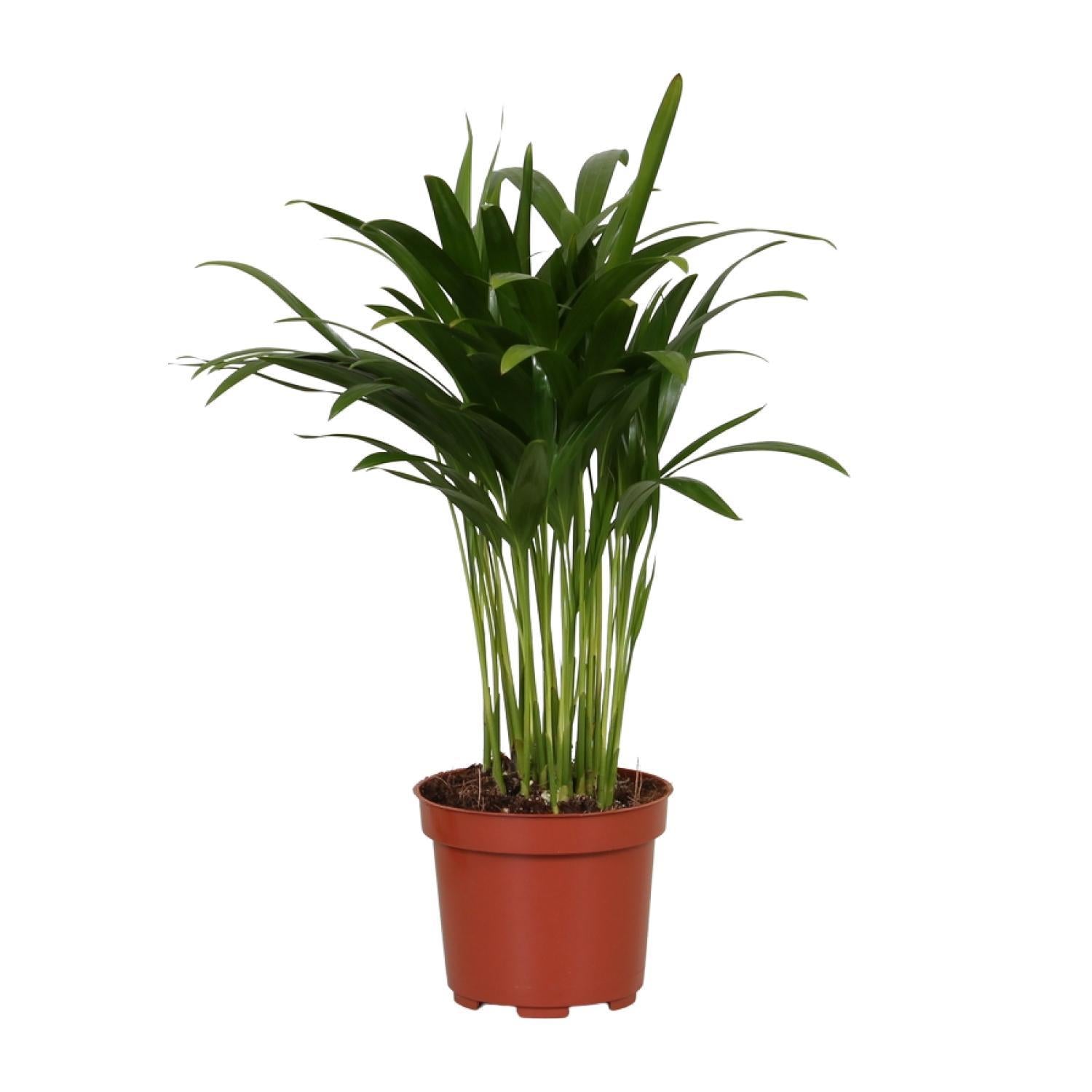 Areca Catechu - Ø12cm - ↕35cm