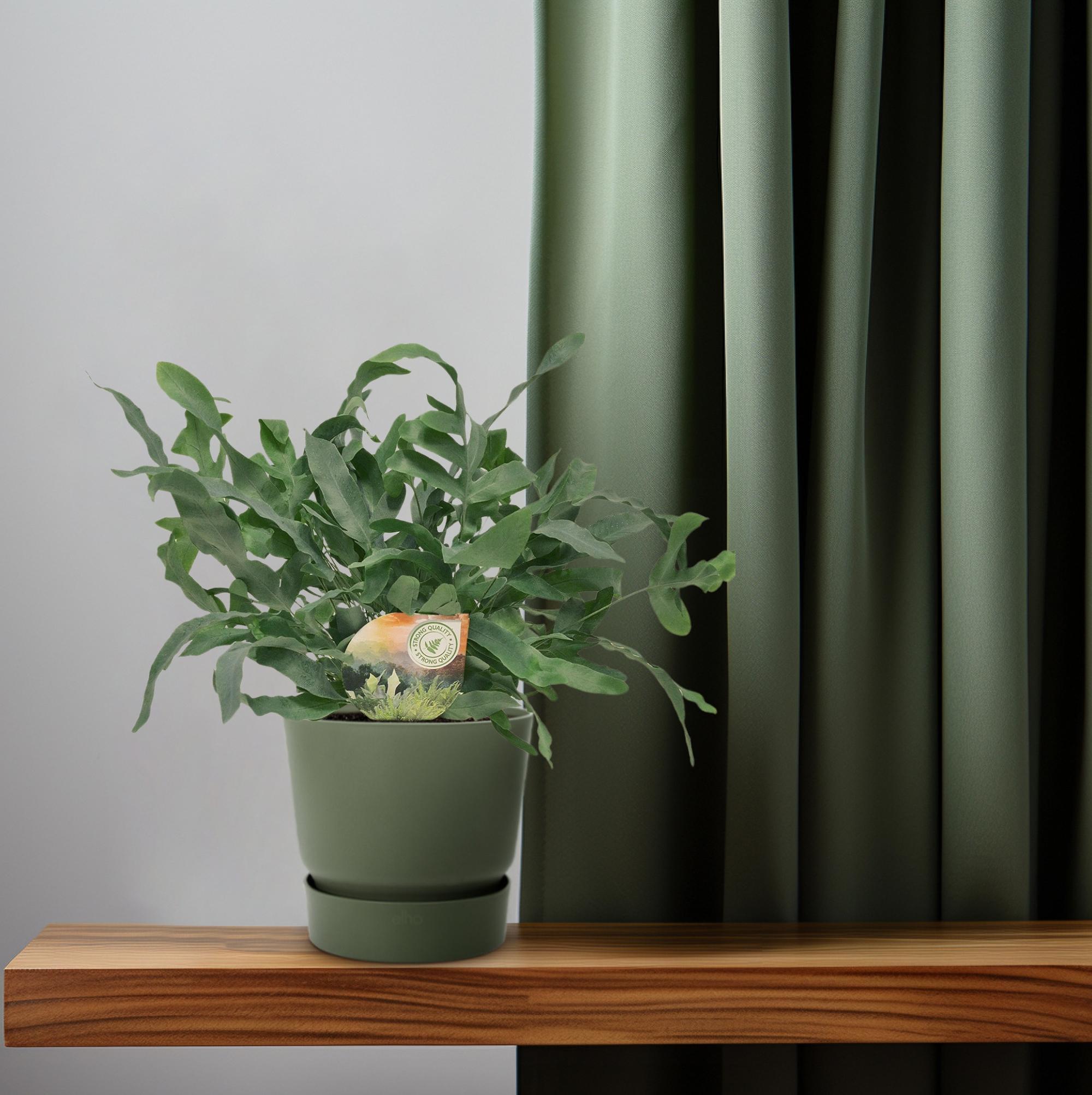 Phlebodium Blauwe Ster - Ø12 ↕35