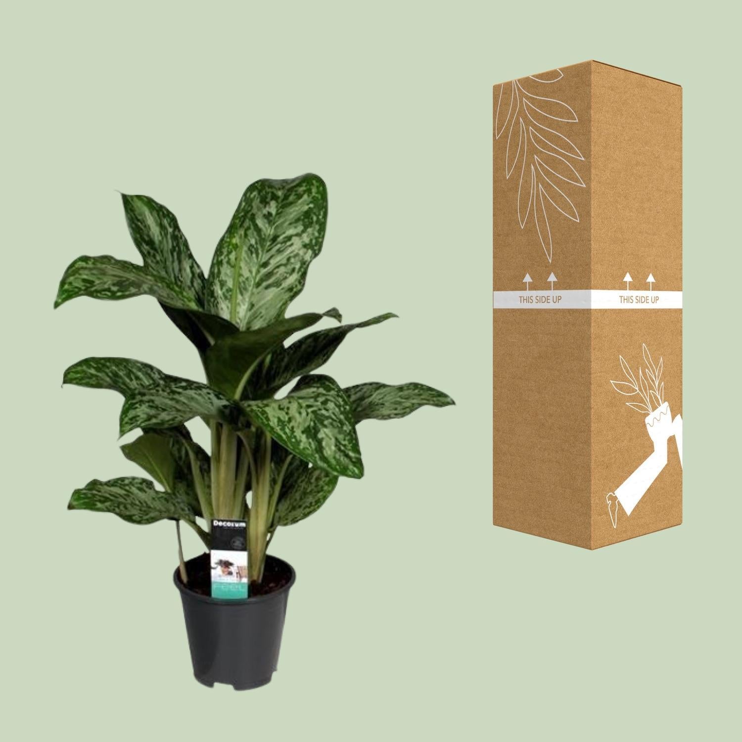Aglaonema Groenlicht (Decorum) - Ø17cm - ↕60cm