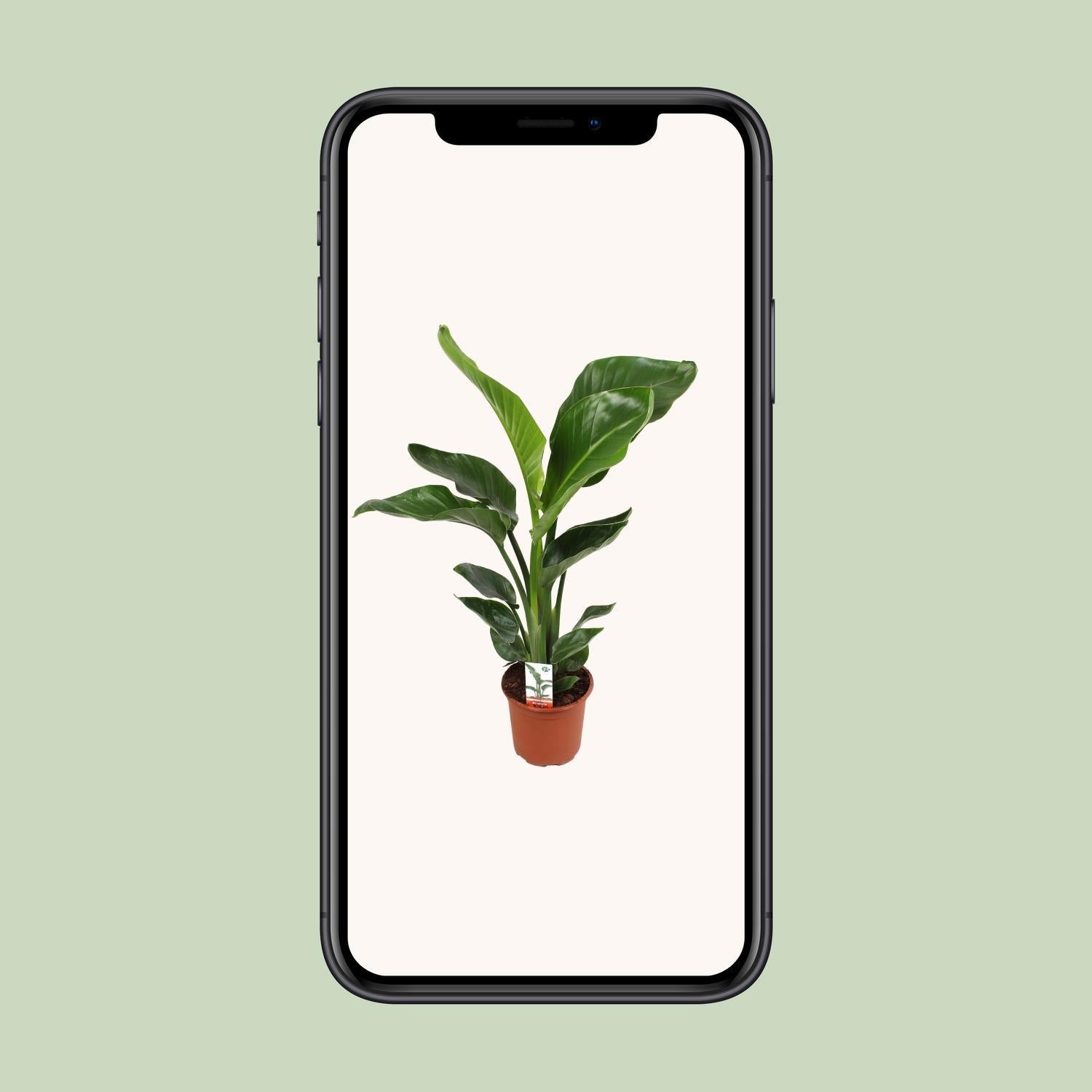 Strelitzia Nicolai - Ø17cm - ↕70cm