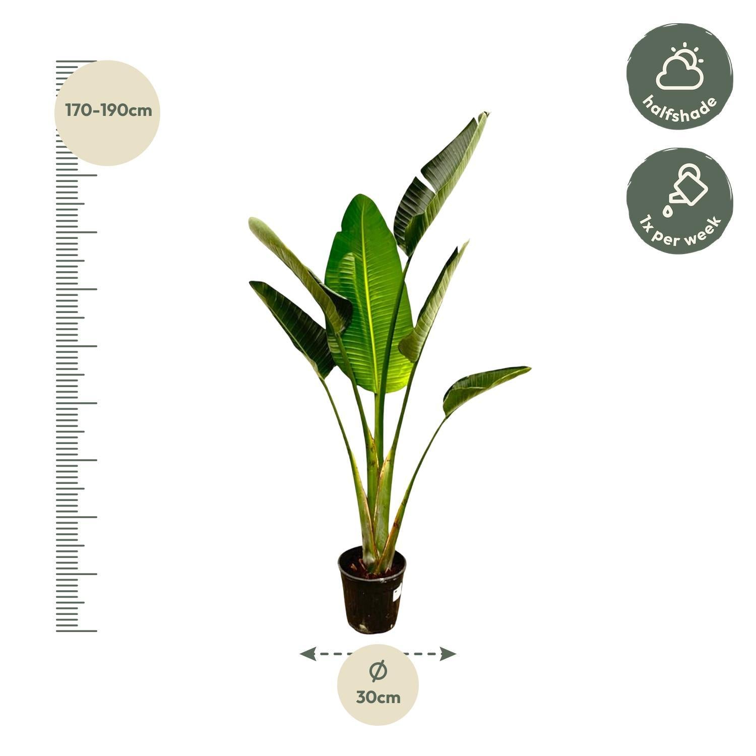Strelitzia Augusta - 180cm - ?30