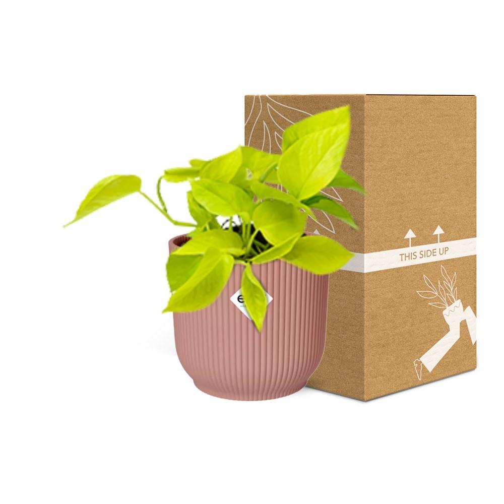 Epipremnum Pinnatum 'Golden Pothos' in ELHO Vibes Fold 14cm roze