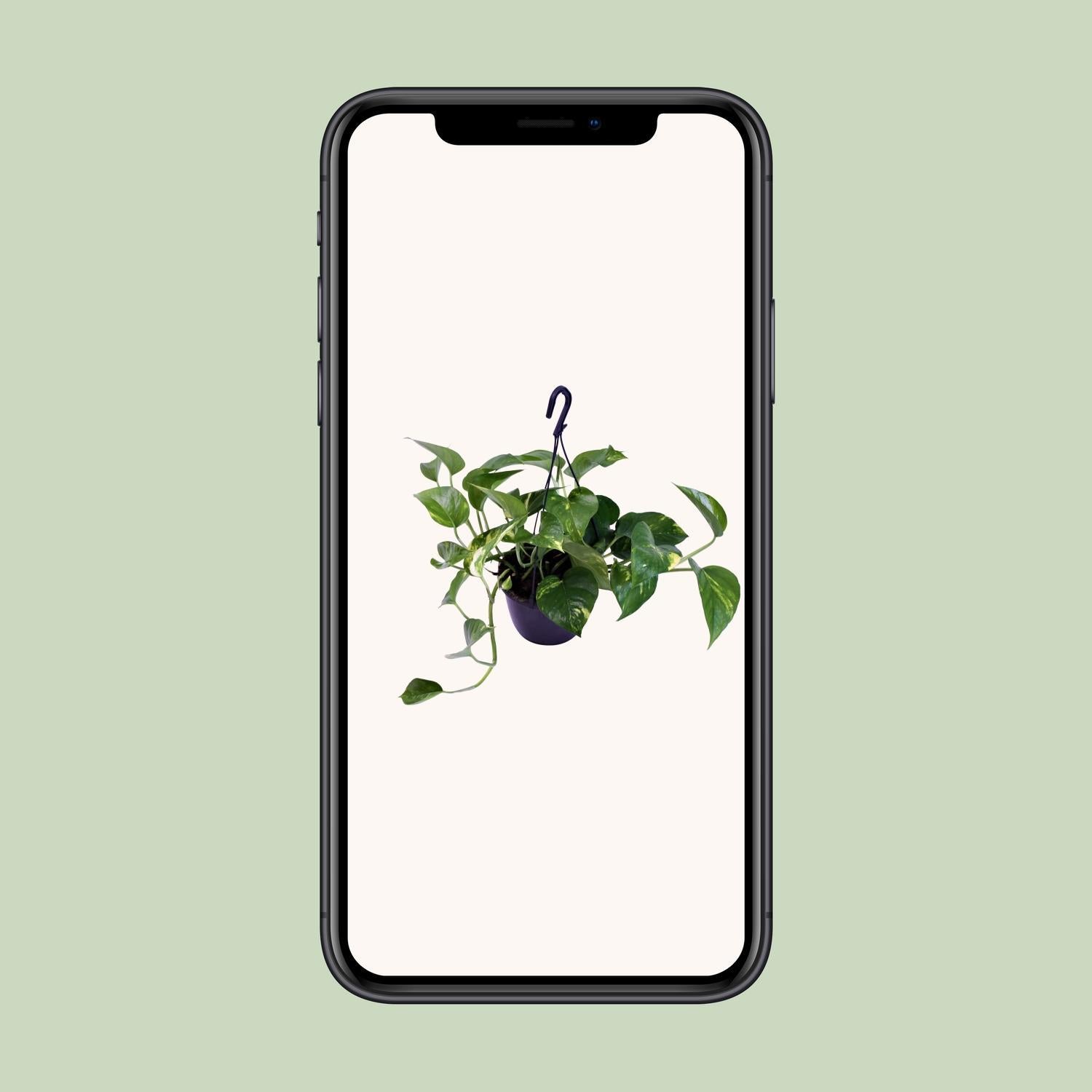 Epipremnum Aureum - Ø15cm - ↕30cm