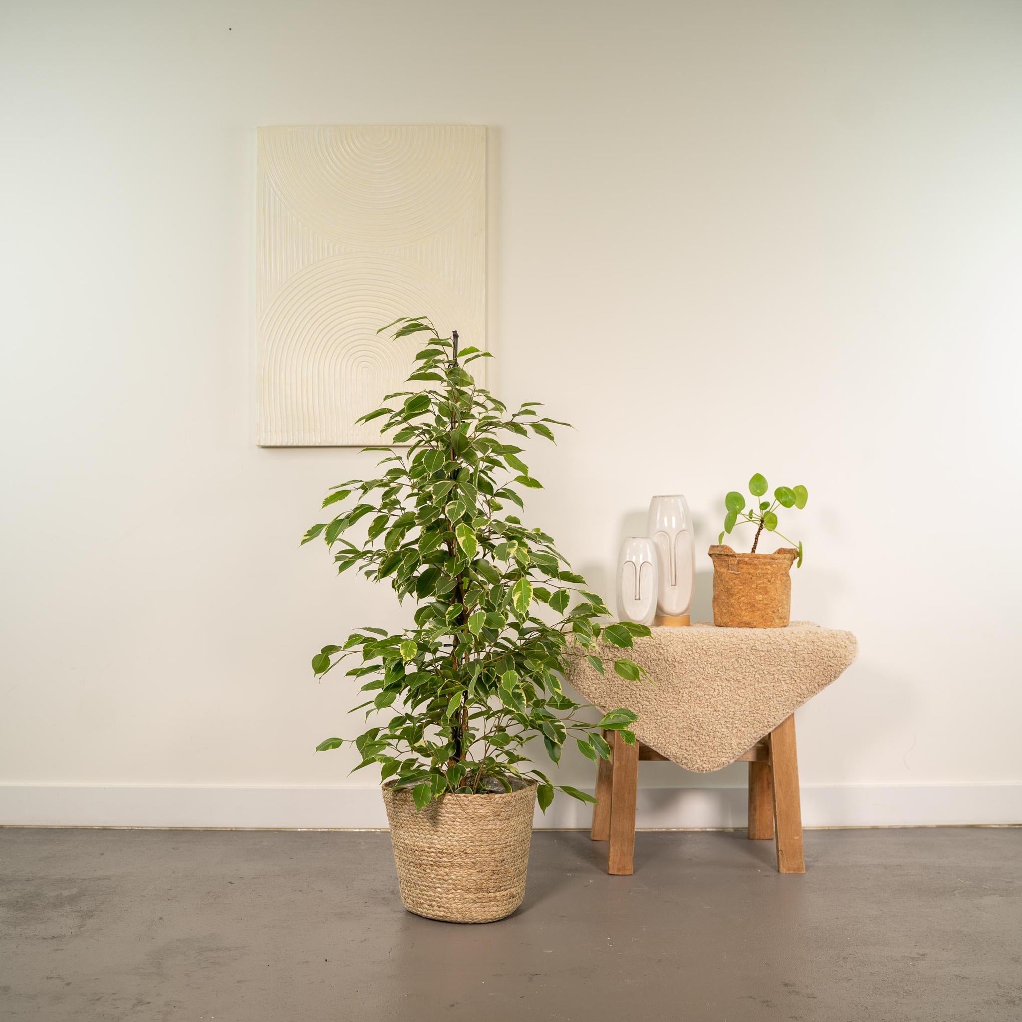 Ficus benjamina Goldenking - Ø21cm - ↕95cm + Mand Selin