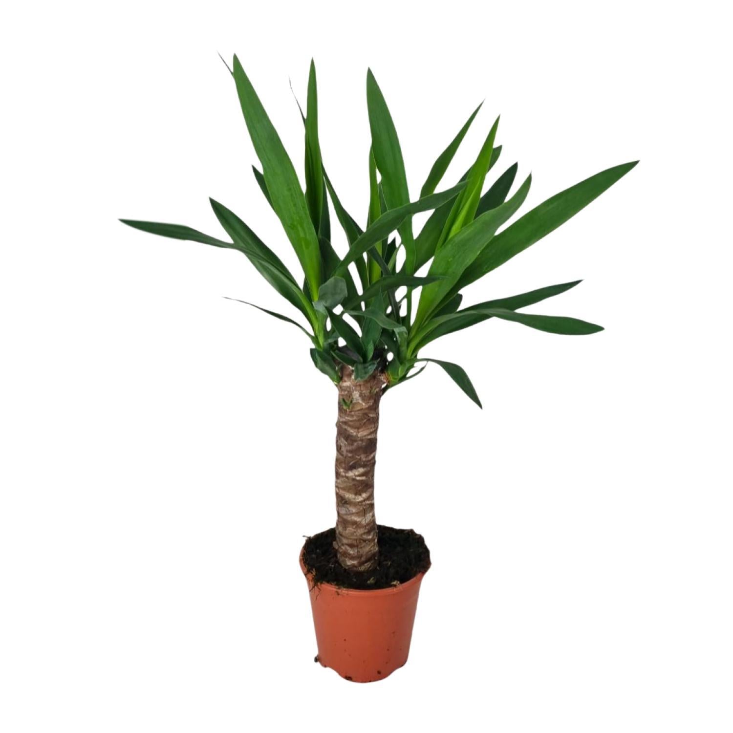 Yucca-Ø14cm - ↕60cm