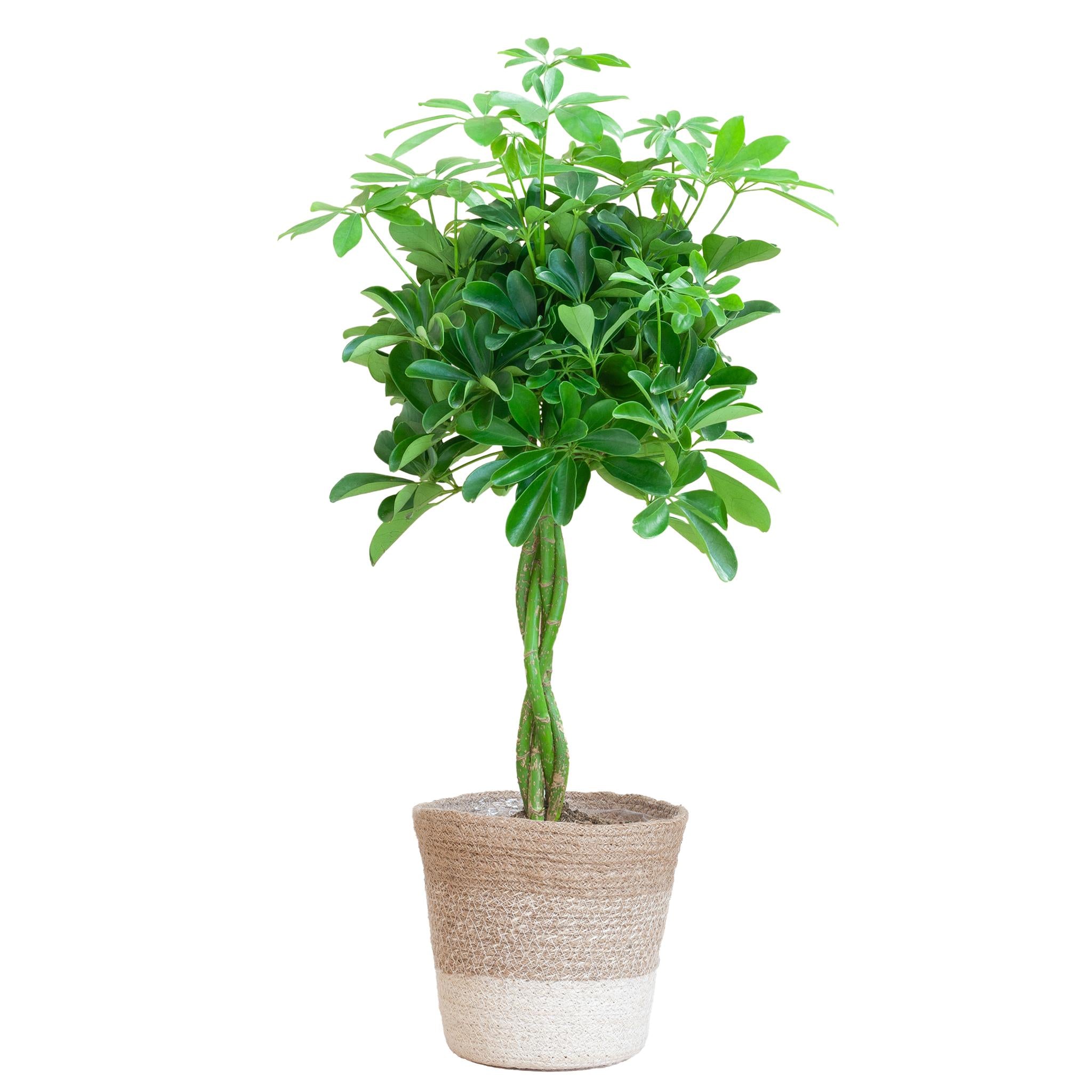 Schefflera Arab Nora met Mand Lissabon wit - 80cm - Ø19