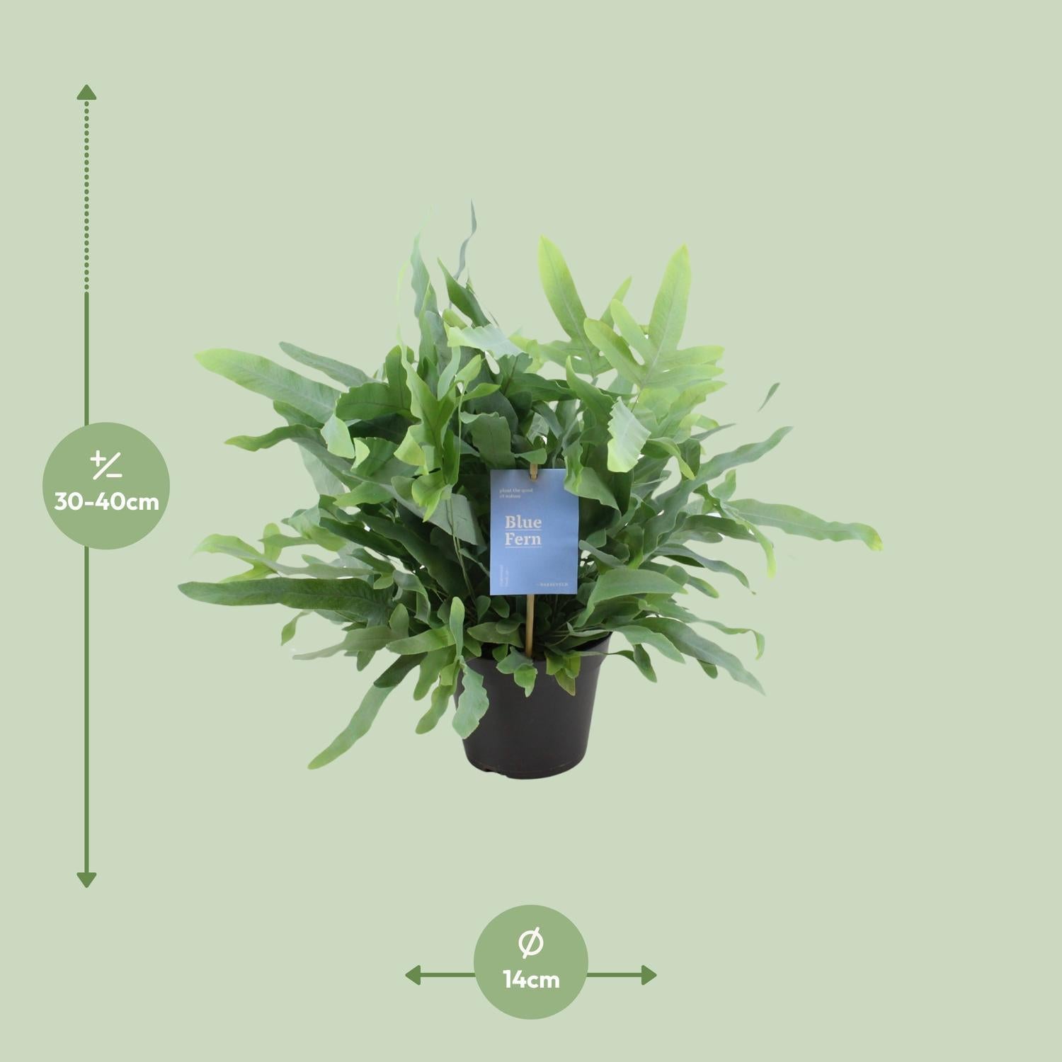 Phlebodium Blauwe Varen - Ø14cm - ↕40cm