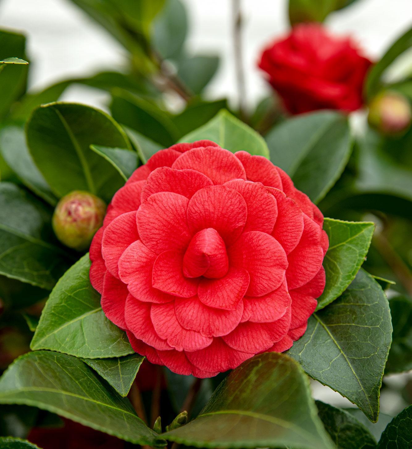 Camellia Japans 'Black Lace' - ?65cm - Ø19cm