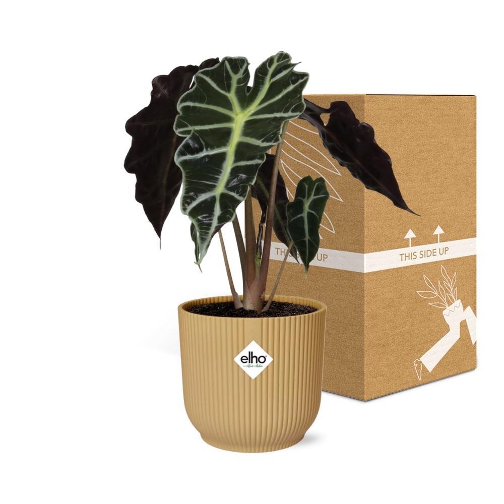 Alocasia 'Polly' in ELHO Vibes Fold 14cm geel