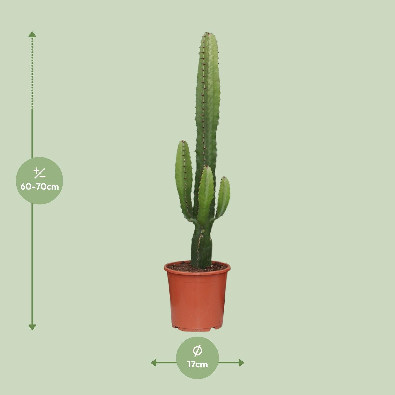 Euphorbia Acrurensis - Ø17 - ?50cm