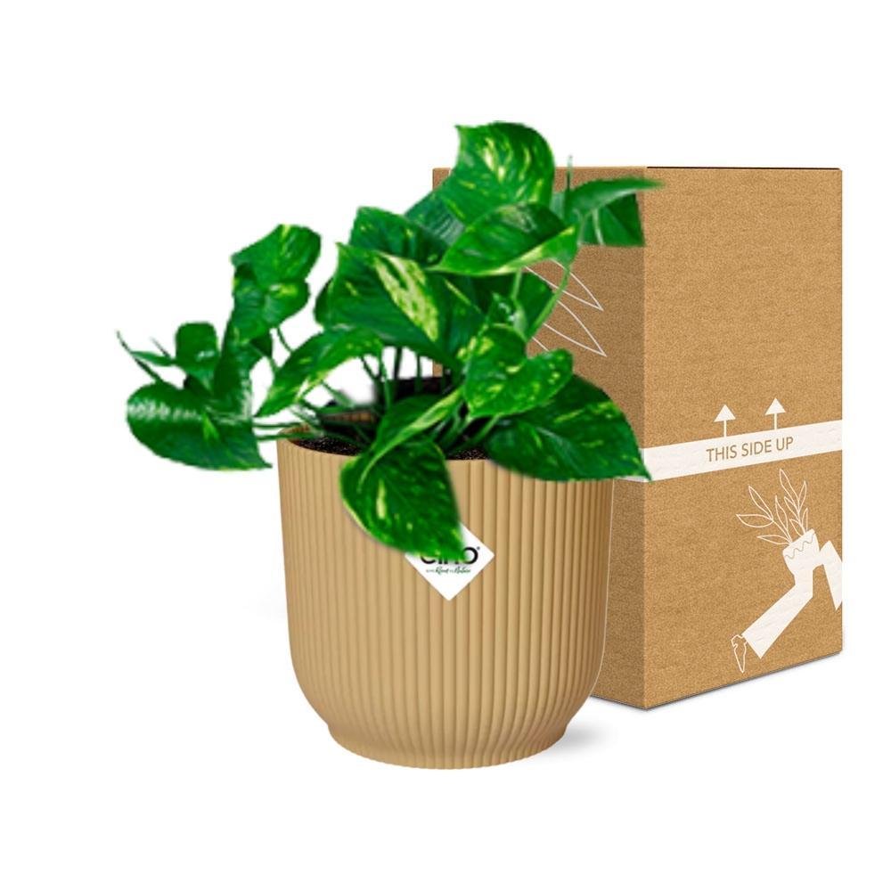 Epipremnum Pinnatum 'Aureum' in ELHO Vibes Fold 14cm geel