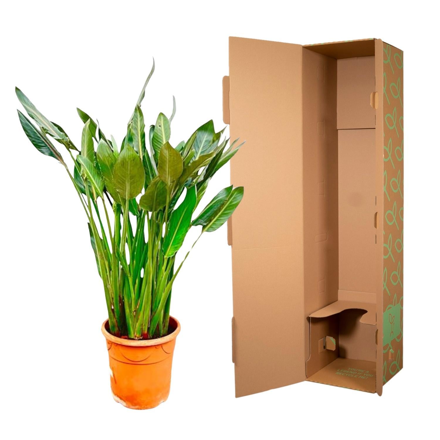 Strelitzia Reginae XL - 160cm - ?30