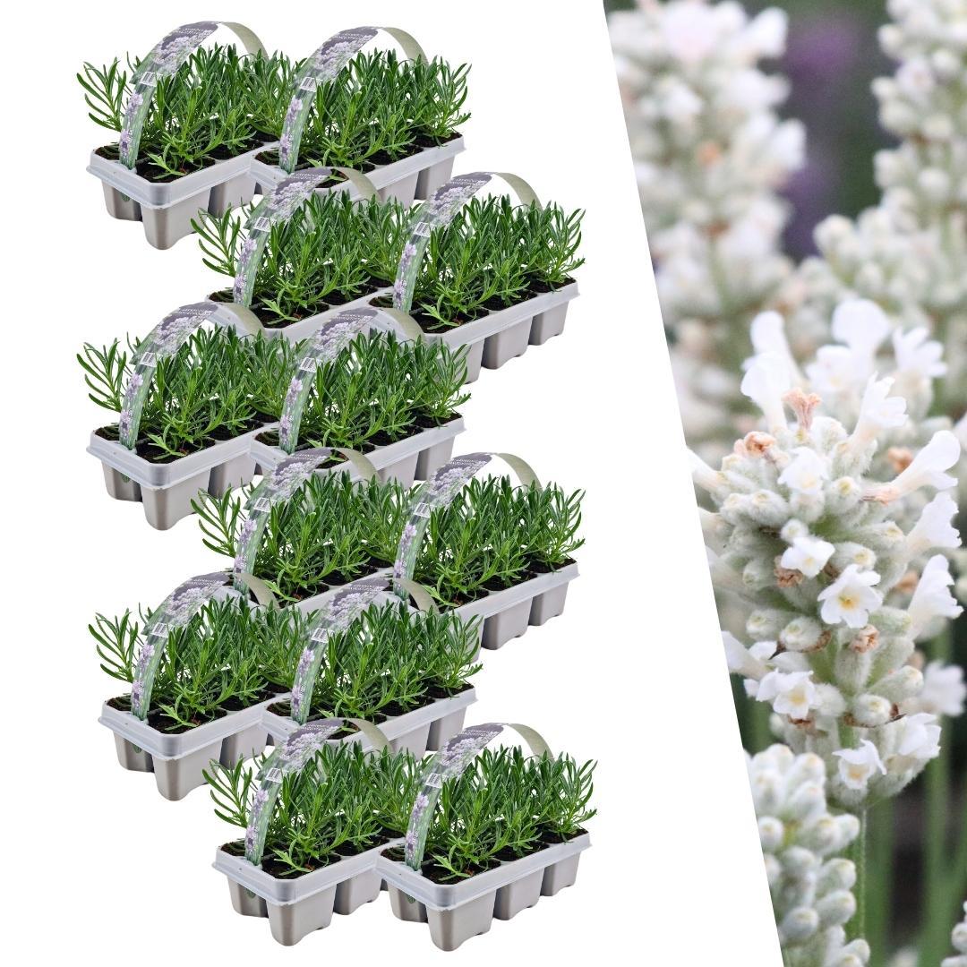 12 x 6 pack Lavendel angustifolia wit - 72 x Ø7 cm - ↕15 cm