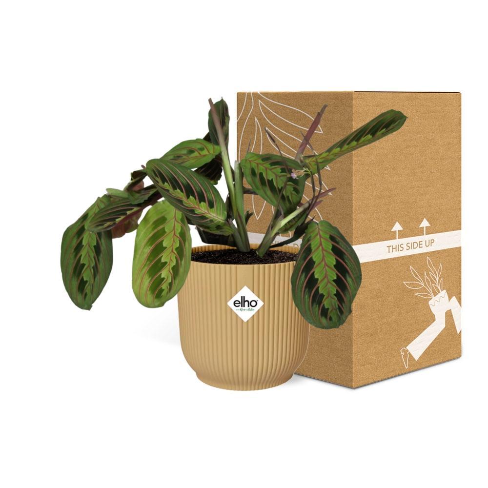 Maranta Leuconeura 'Fascinator' Tricolor in ELHO Vibes Fold 14cm geel