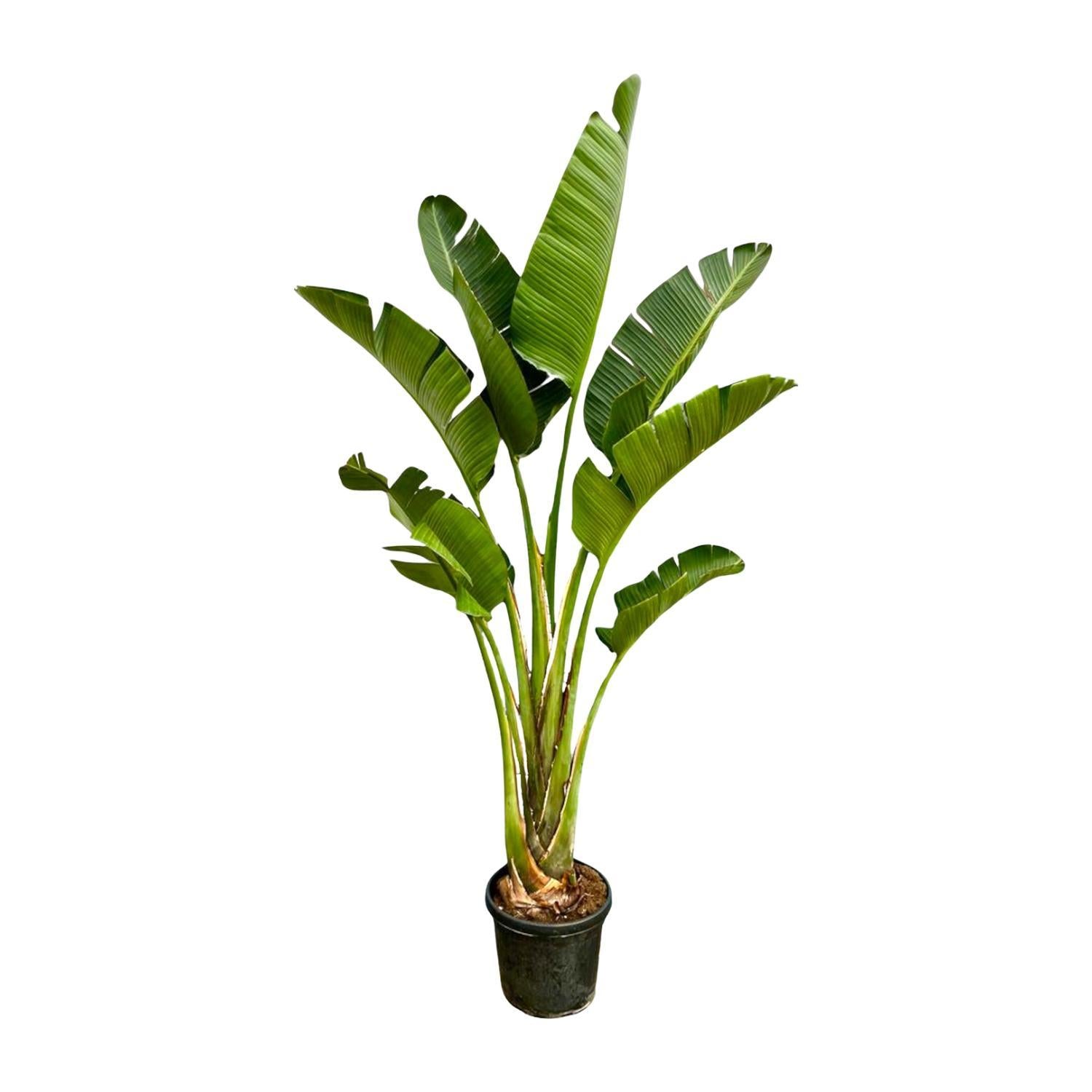 Strelitzia Augusta - 250cm - ?45