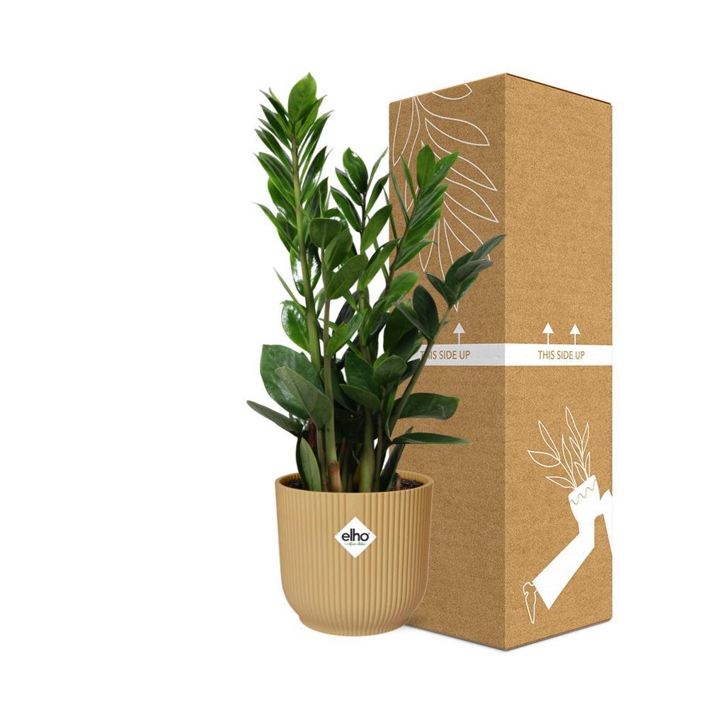 Zamioculcas – Hoogte 45-50 in ELHO Vibes Vouw 14cm geel