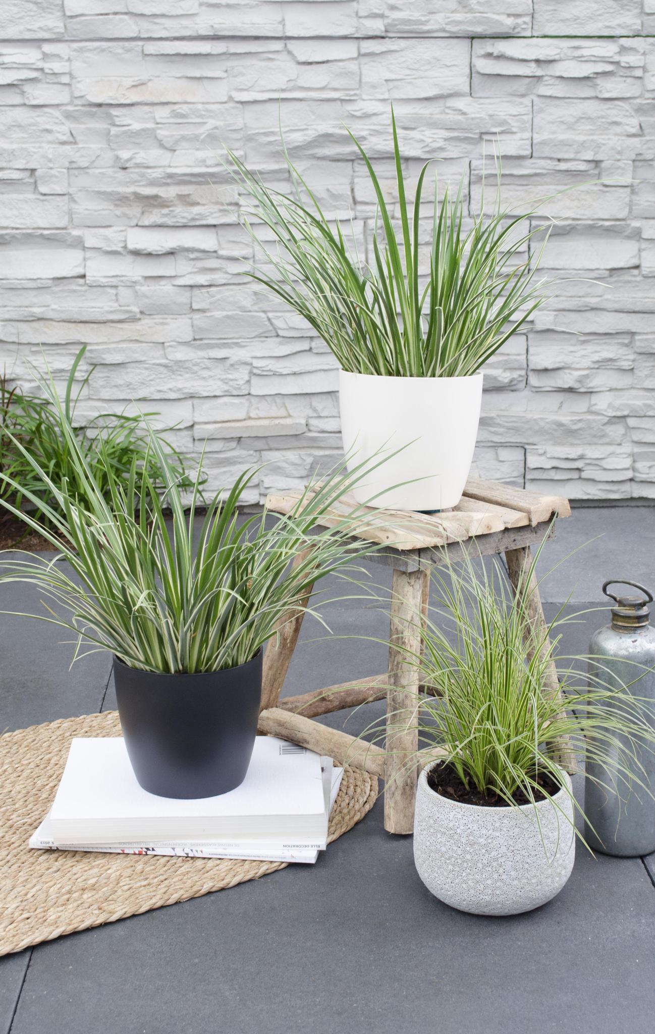 Acorus gramineus 'Argenteostriatus' - ?30cm - Ø14