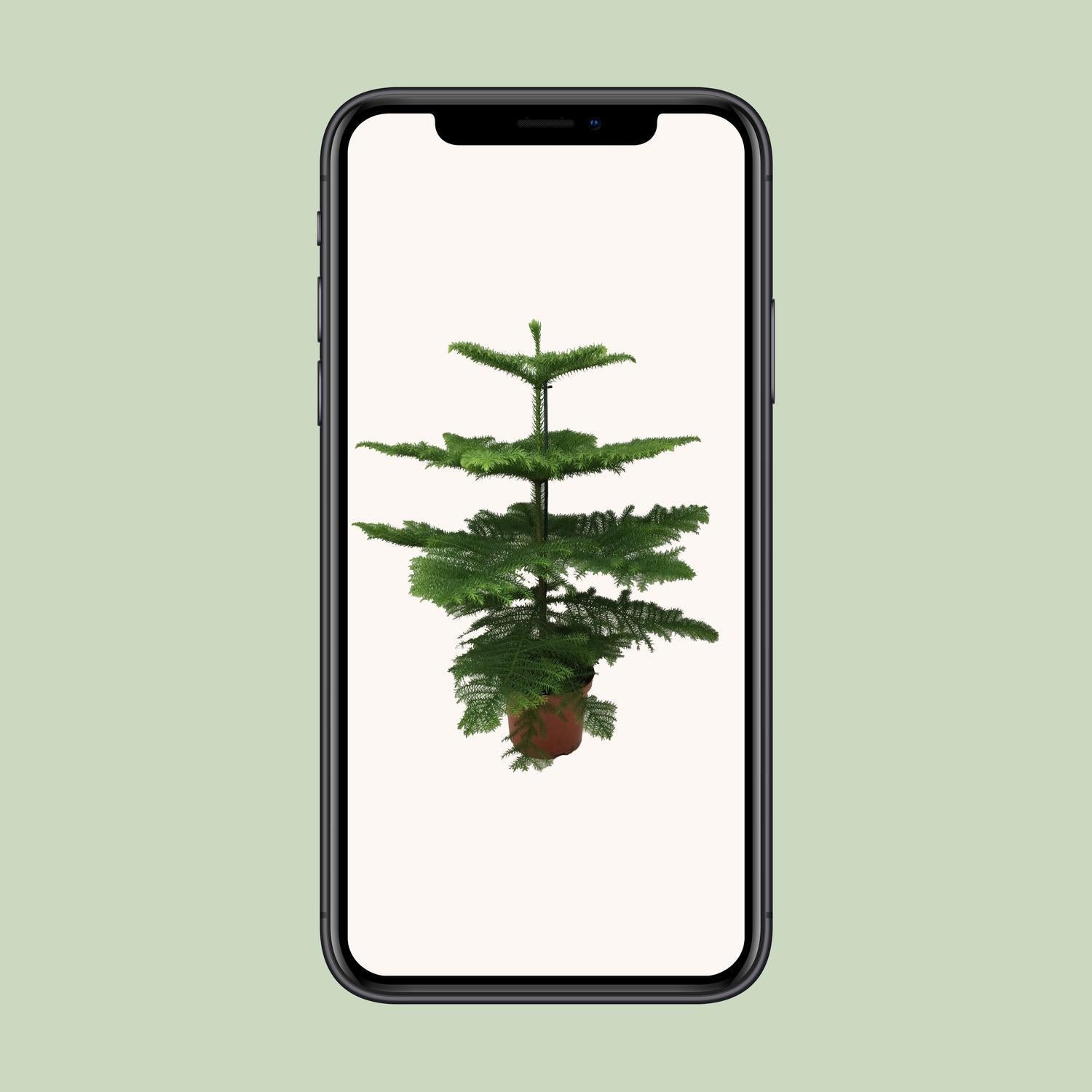 Araucaria Heterophylla - Ø21 - ?70cm