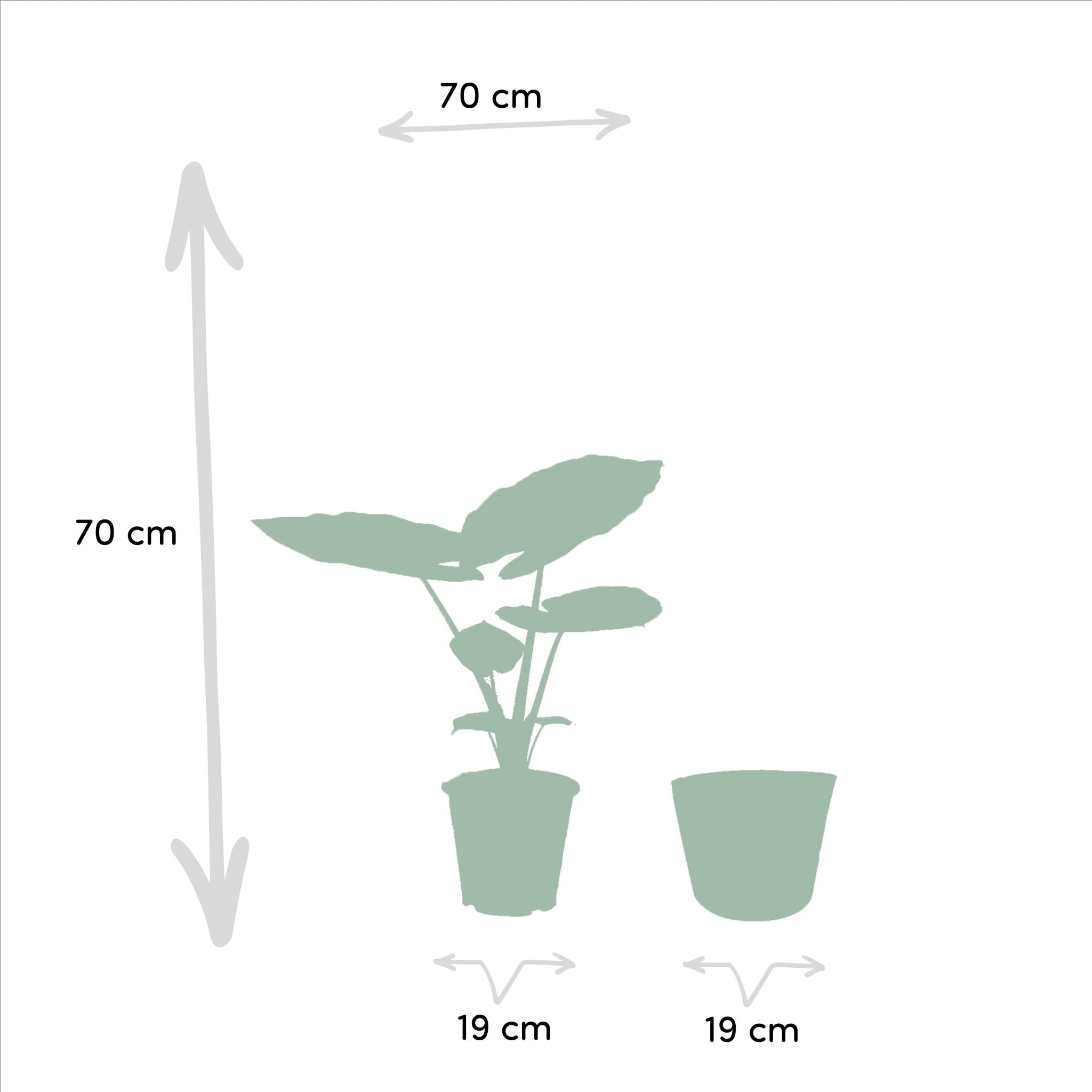 Alocasia Macrorrhiza - Ø19cm - ↕70cm + Mand Selin