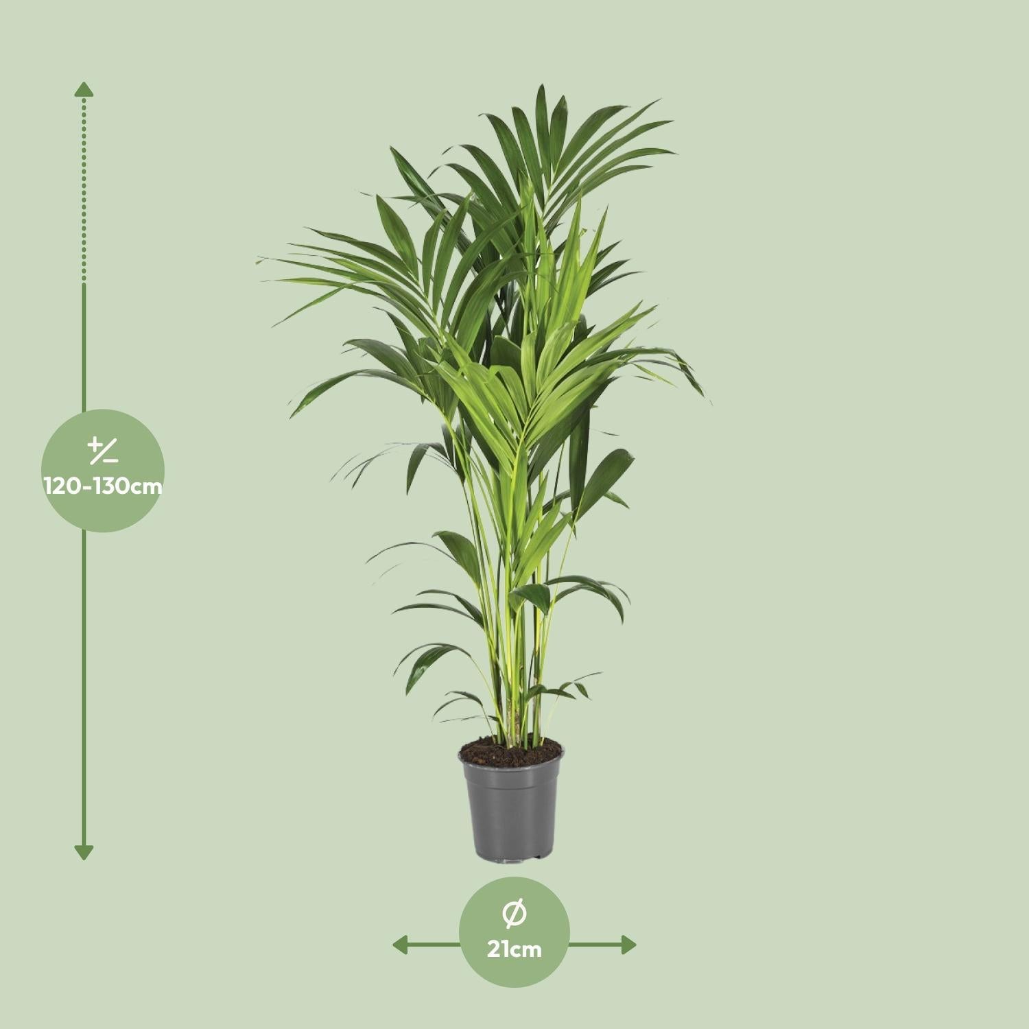 Howea Forsteriana - Ø21 ↕130