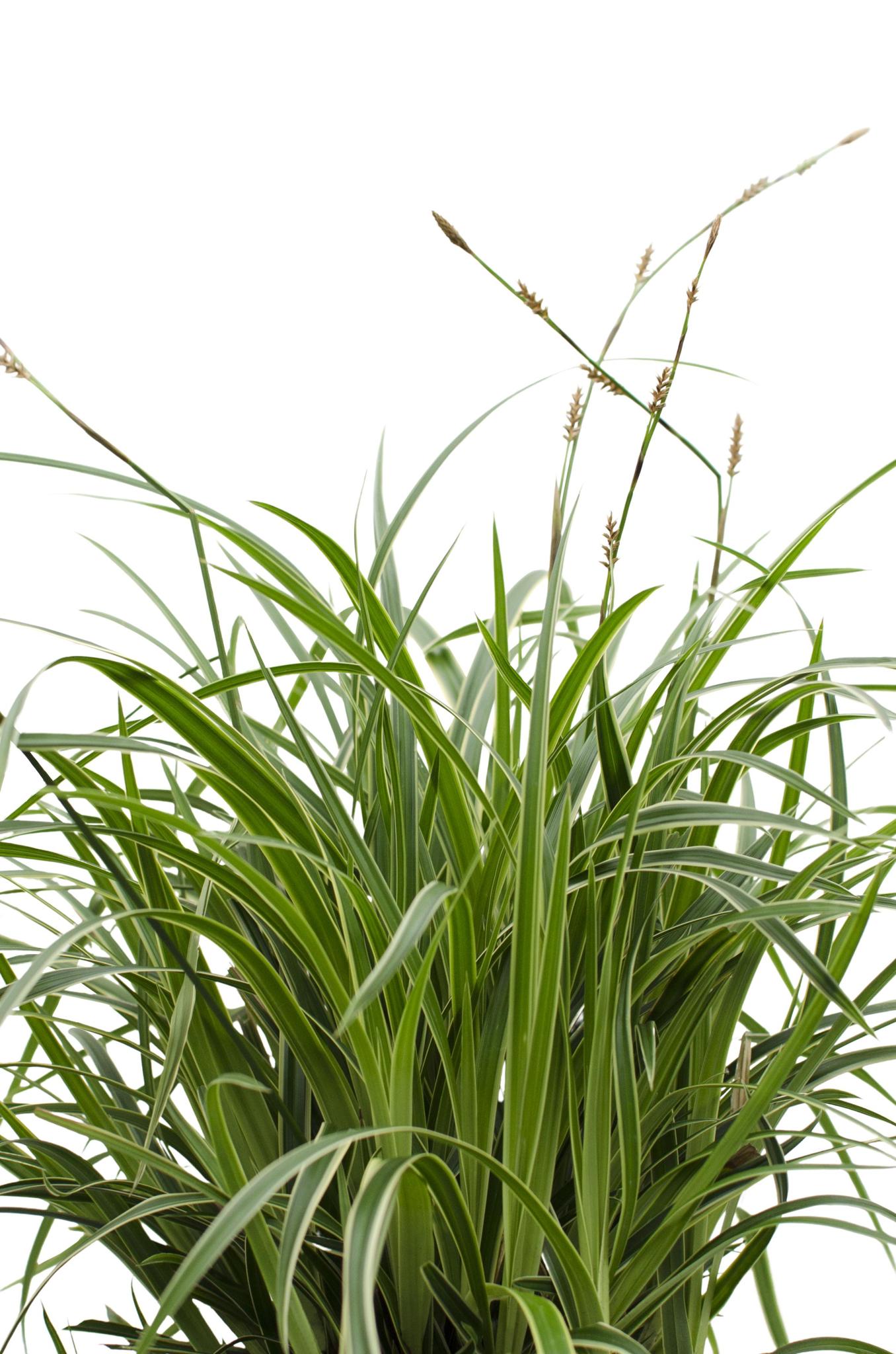 3x - Carex morrowii 'Ice Dance' - ?30cm - Ø14