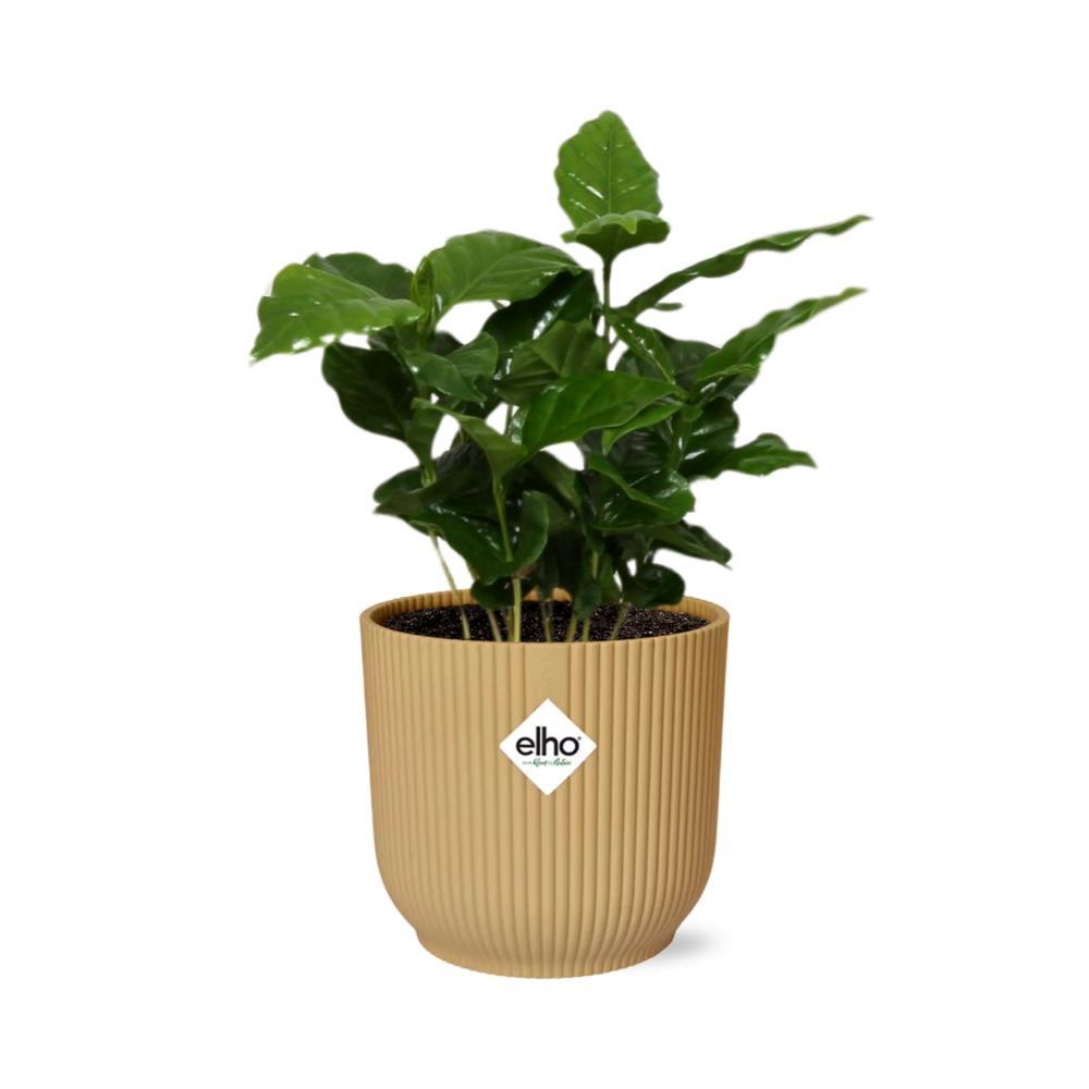 Koffie Arabica in ELHO Vibes Fold 14cm geel