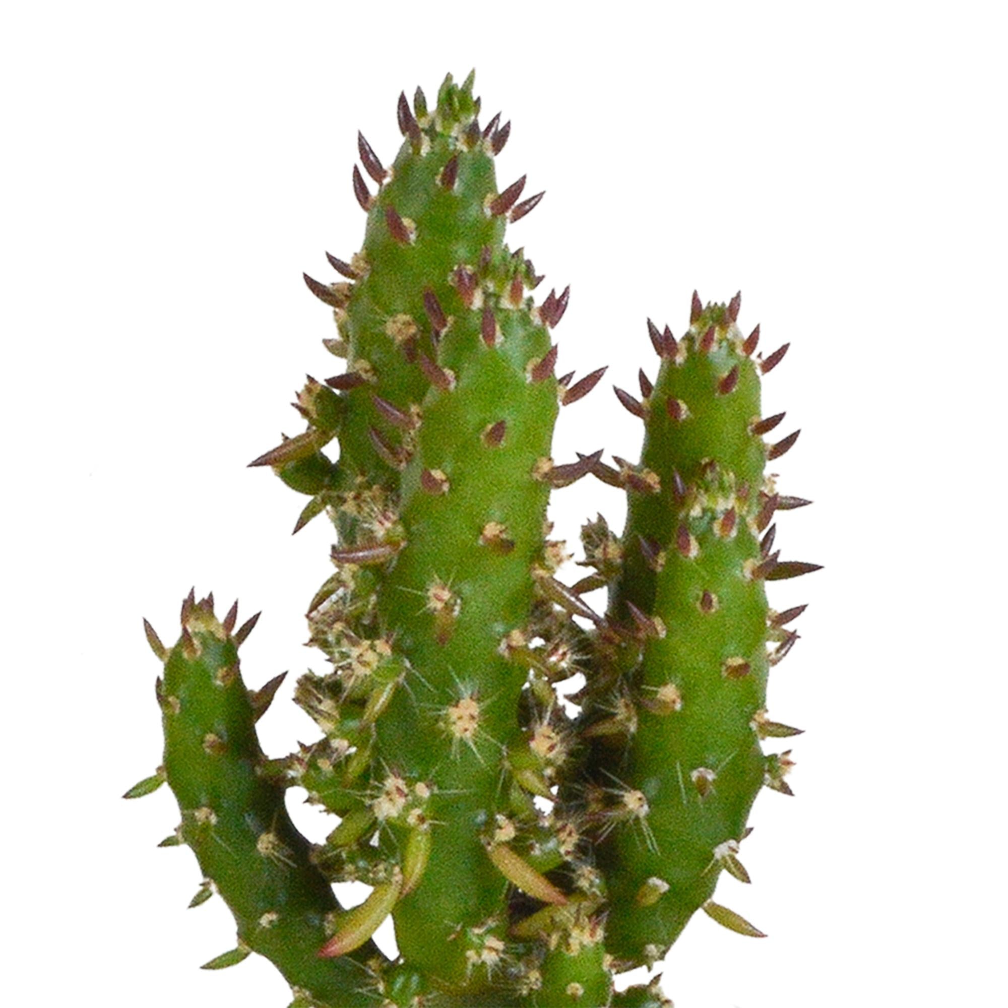 Cactusmix 5,5 cm - 5x - in witte pot